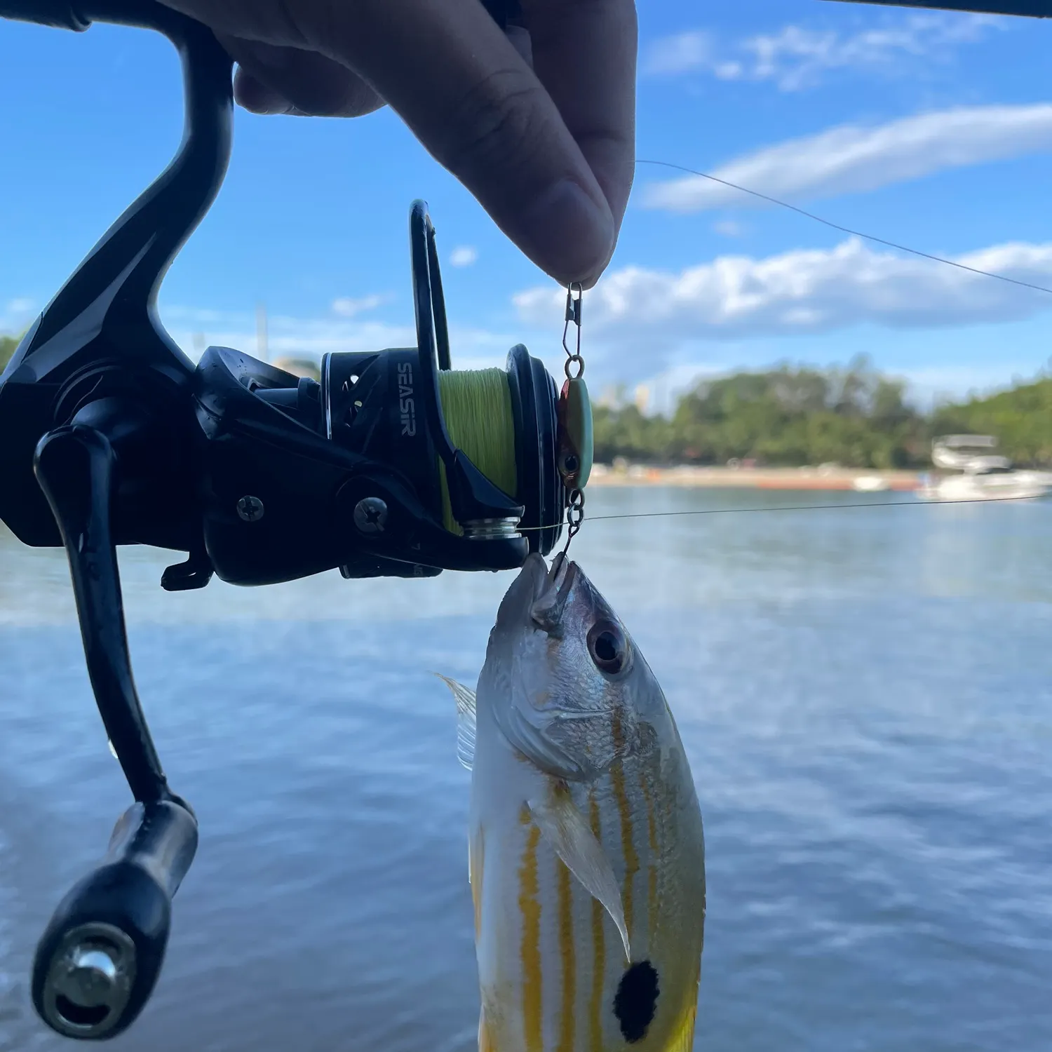The most recent Moses perch catches on Fishbrain