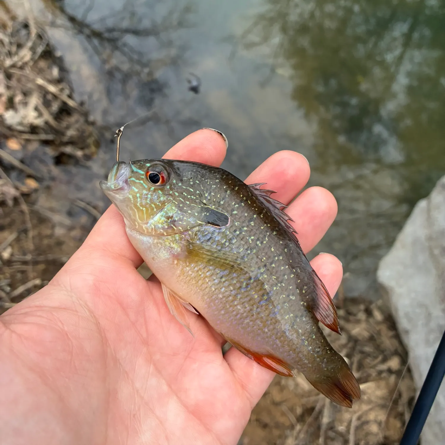 The most recent Swampland longear sunfish catches on Fishbrain