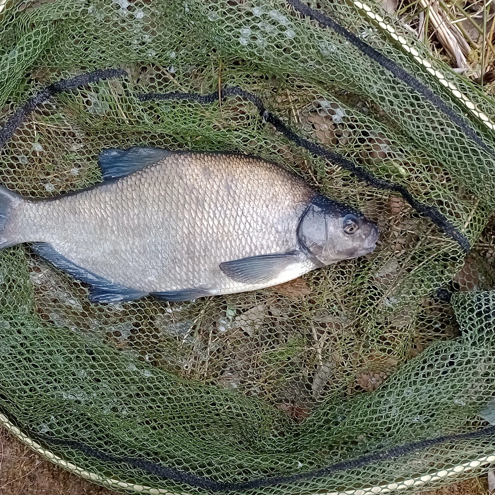 The most recent Common bream catches on Fishbrain