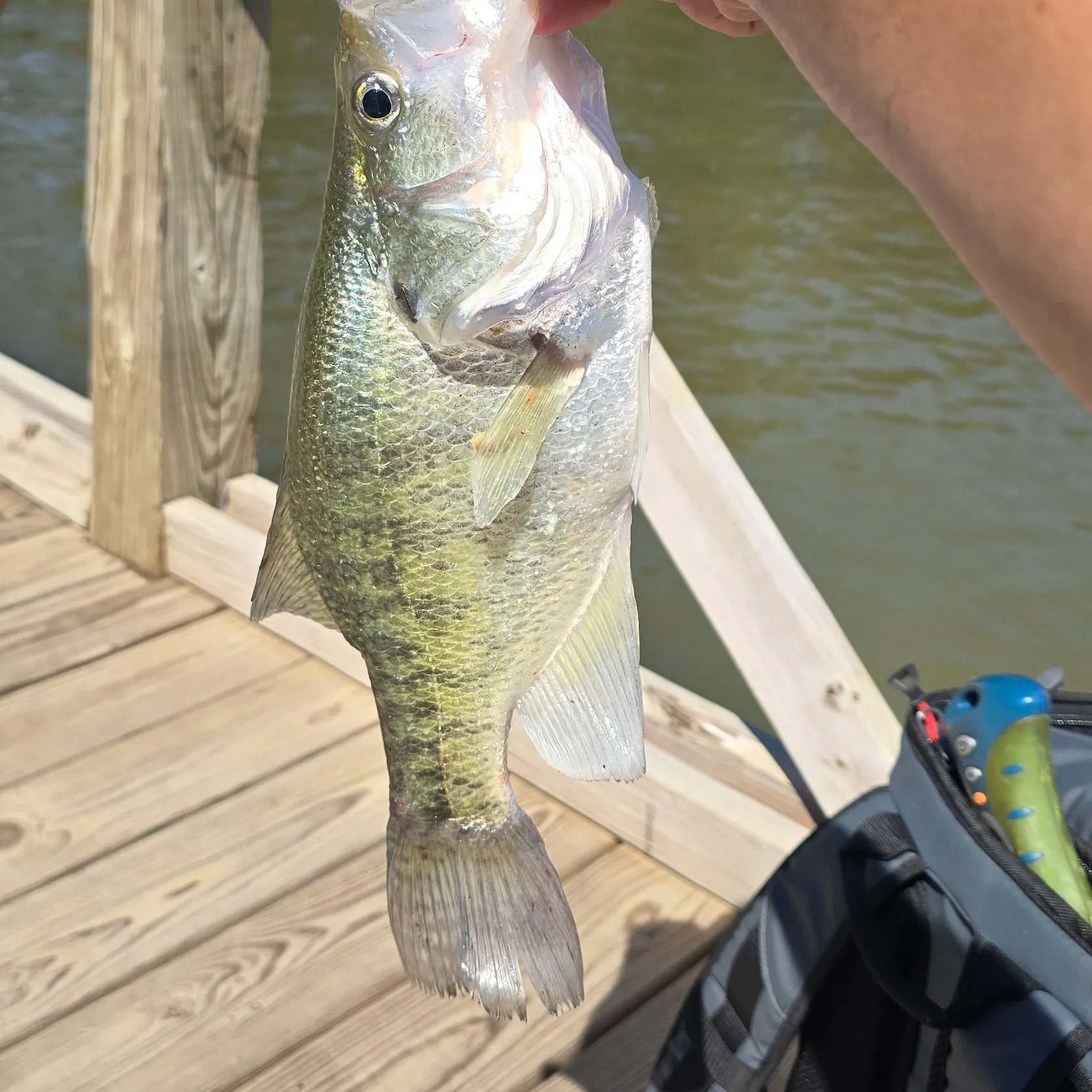 White crappie caught on Fishbrain
