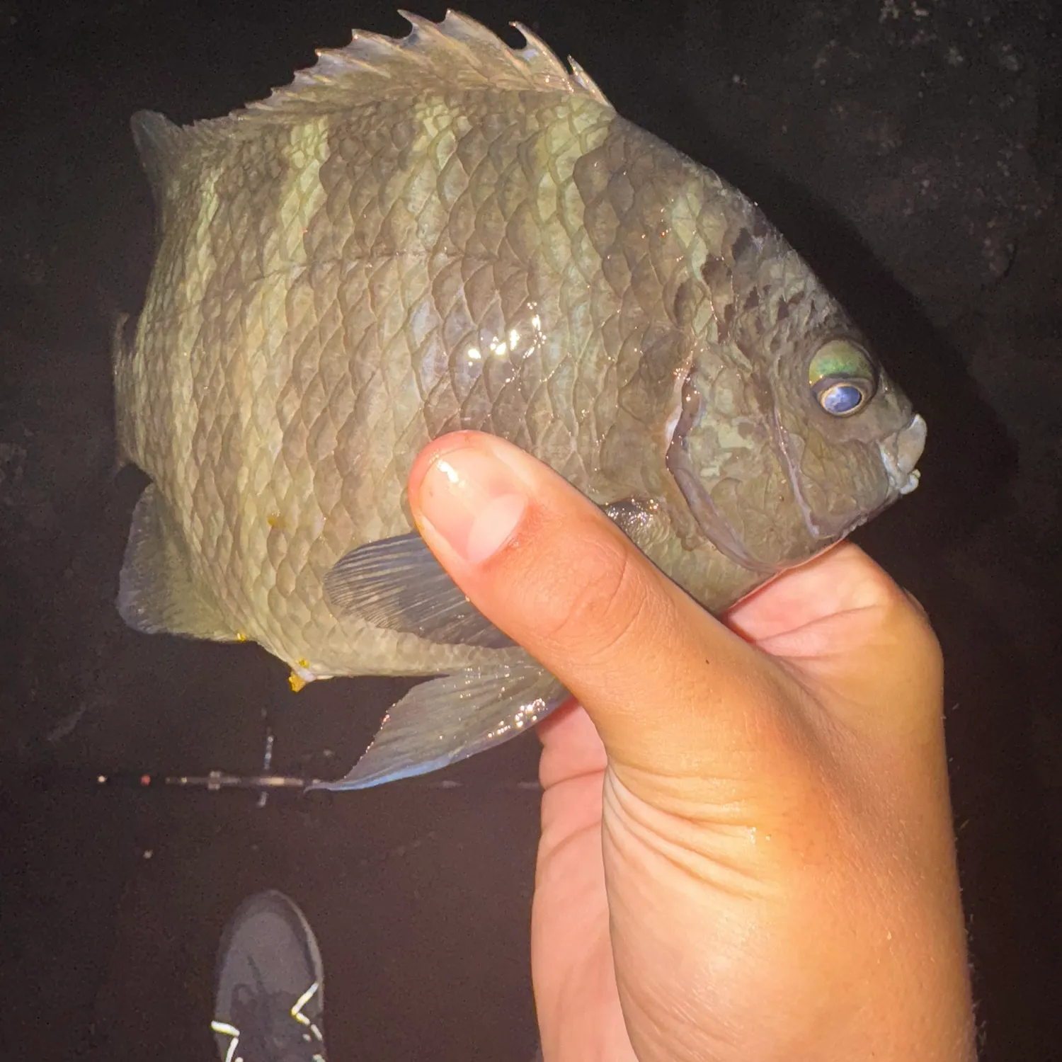 The most recent Blackspot sergeant catches on Fishbrain