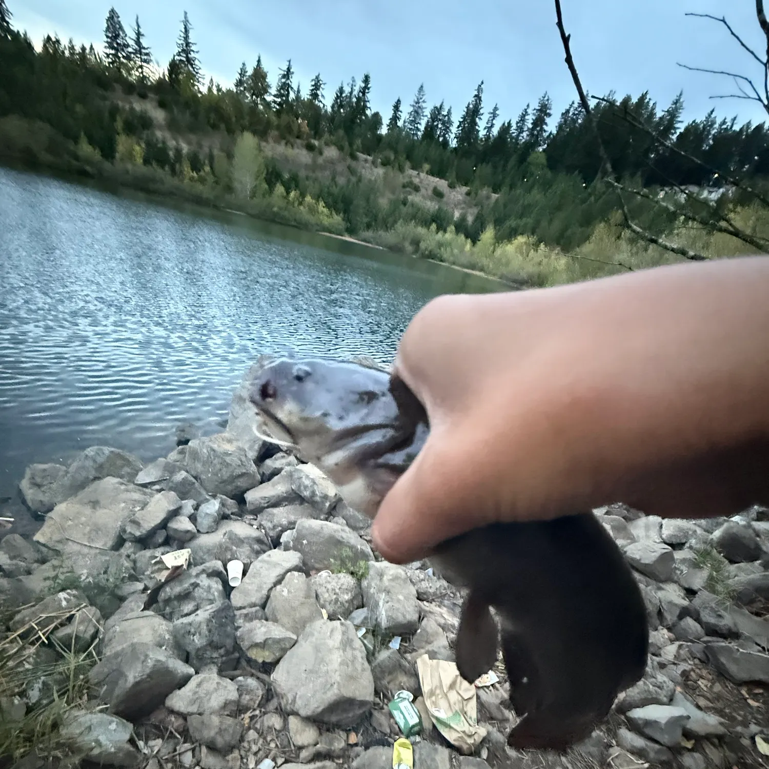 Black bullhead caught on Fishbrain