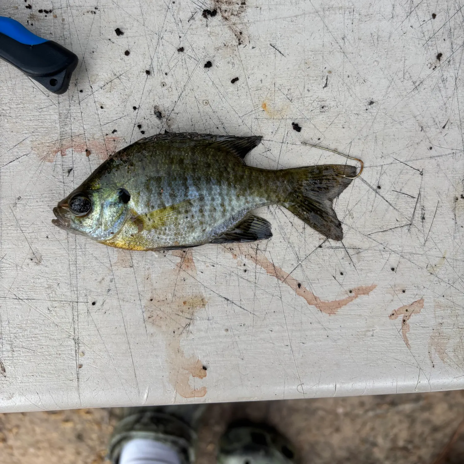 Bluegill caught on Fishbrain