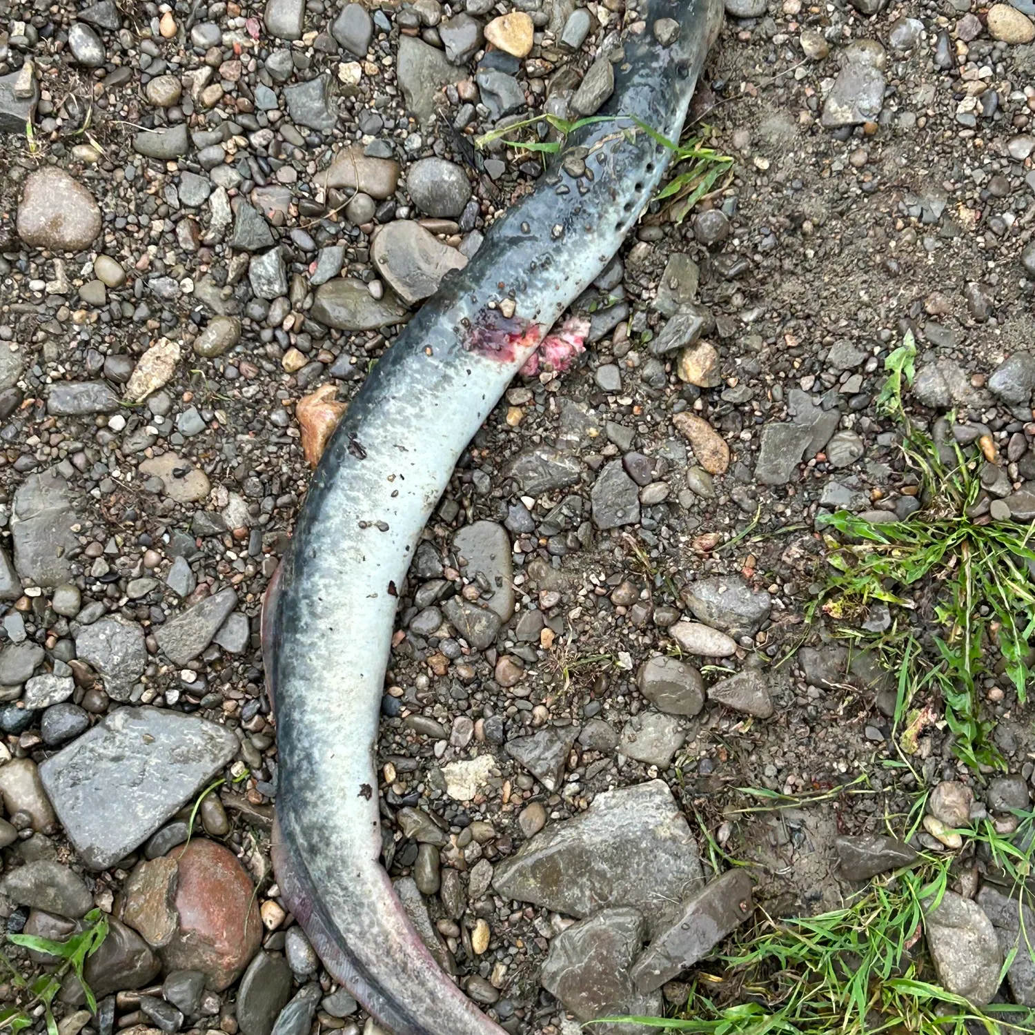 The most recent Sea lamprey catches on Fishbrain