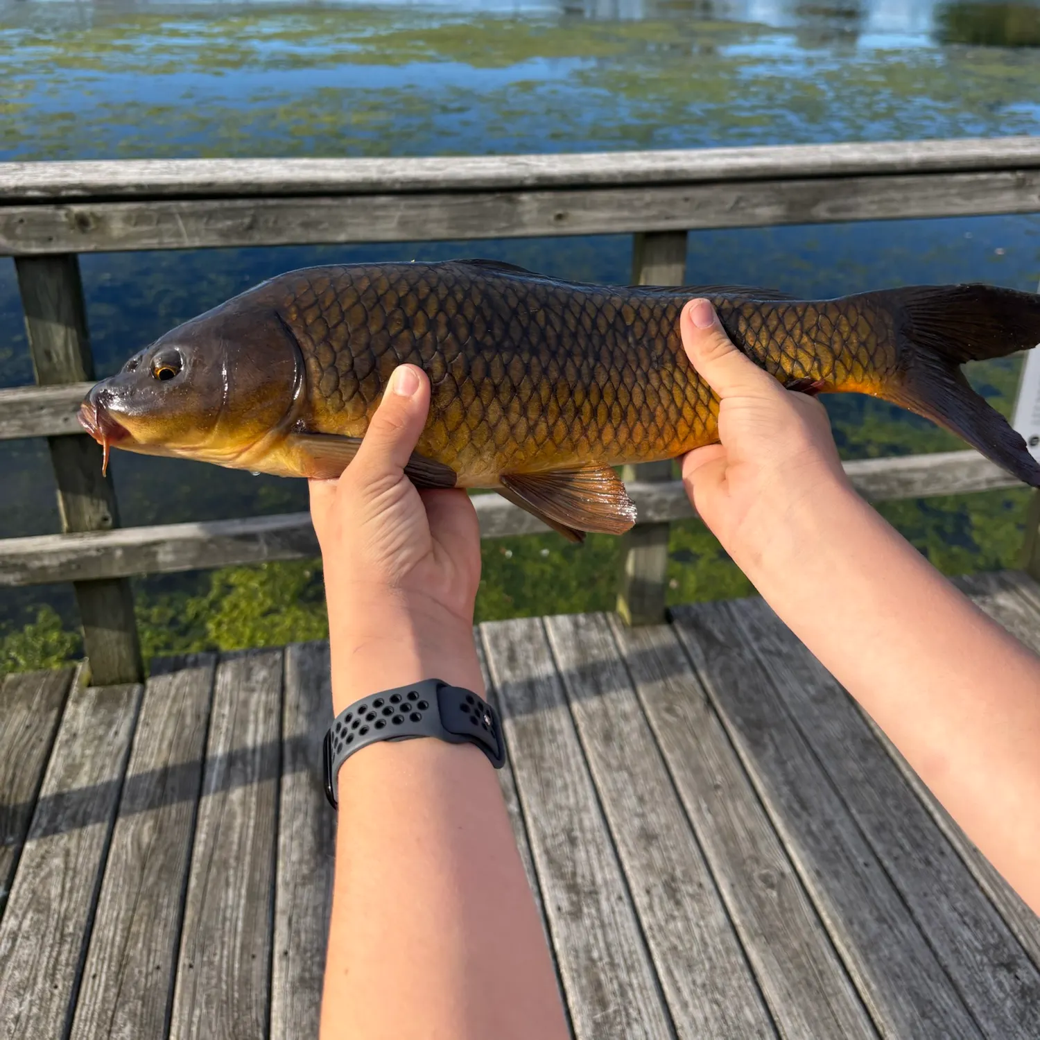 Common carp caught on Fishbrain