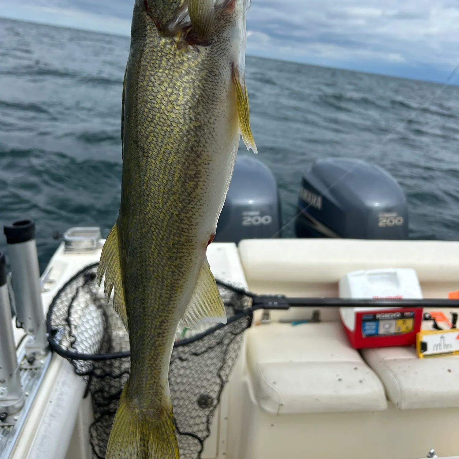 Walleye caught on Fishbrain