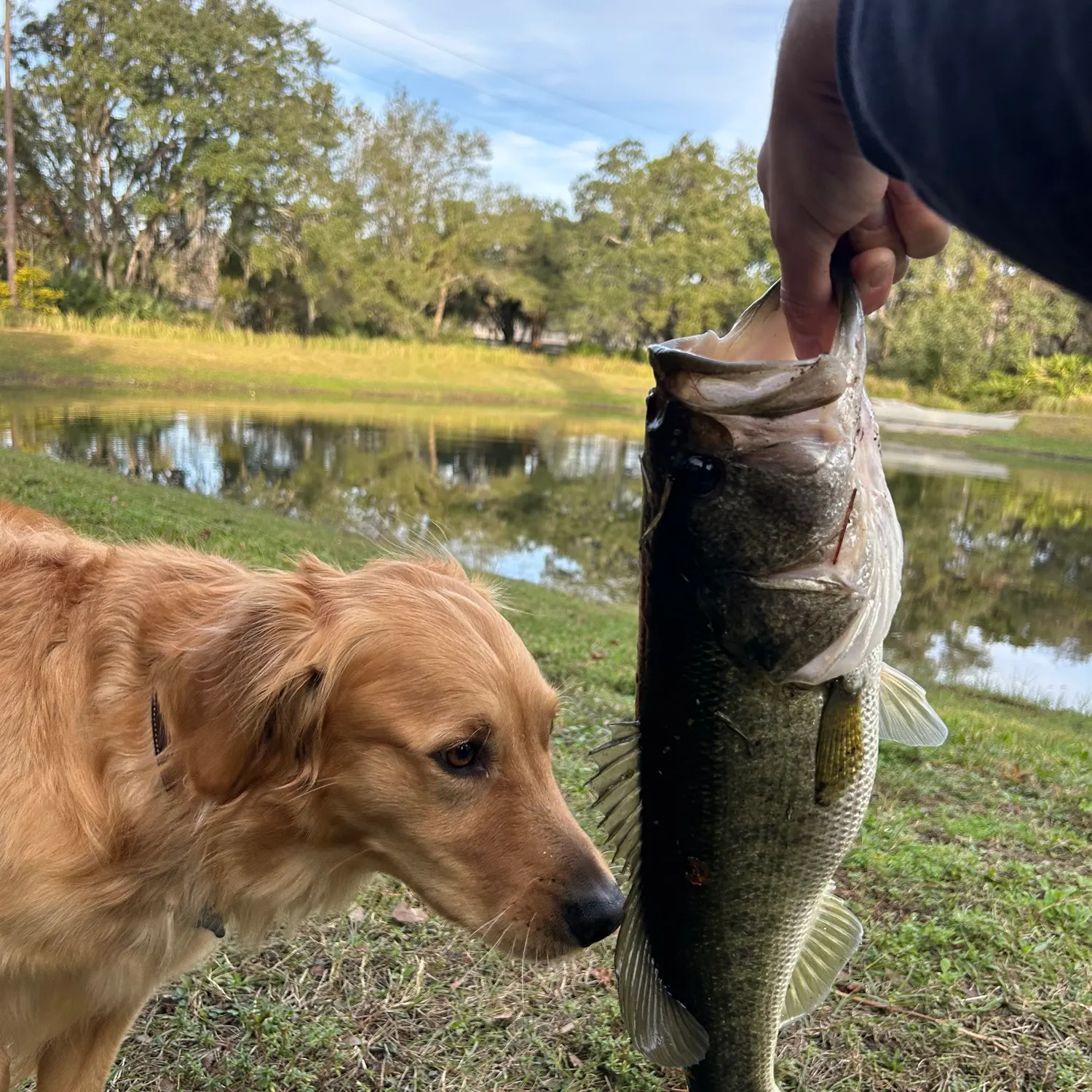 The most recent Florida bass catches on Fishbrain