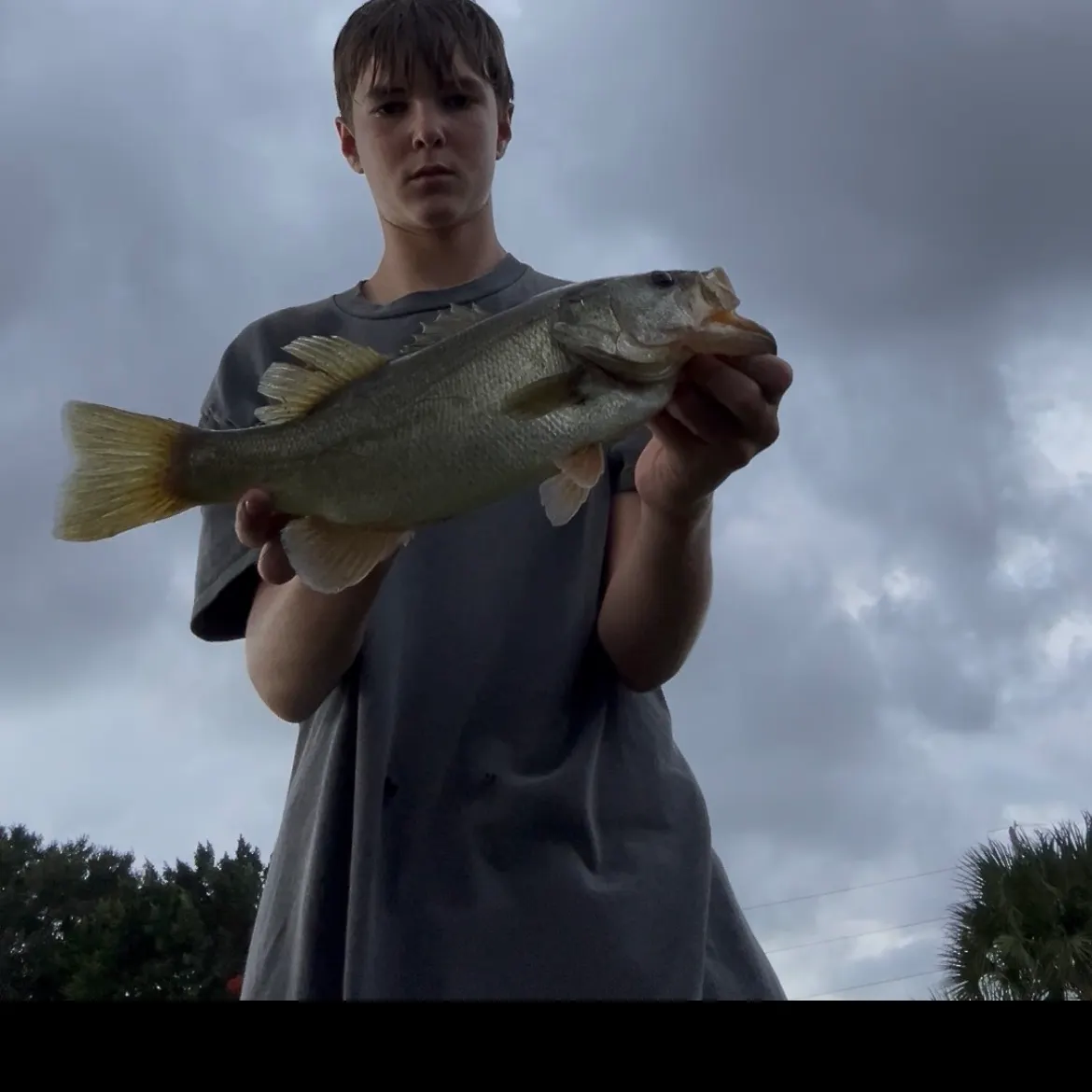 The most recent Florida bass catches on Fishbrain