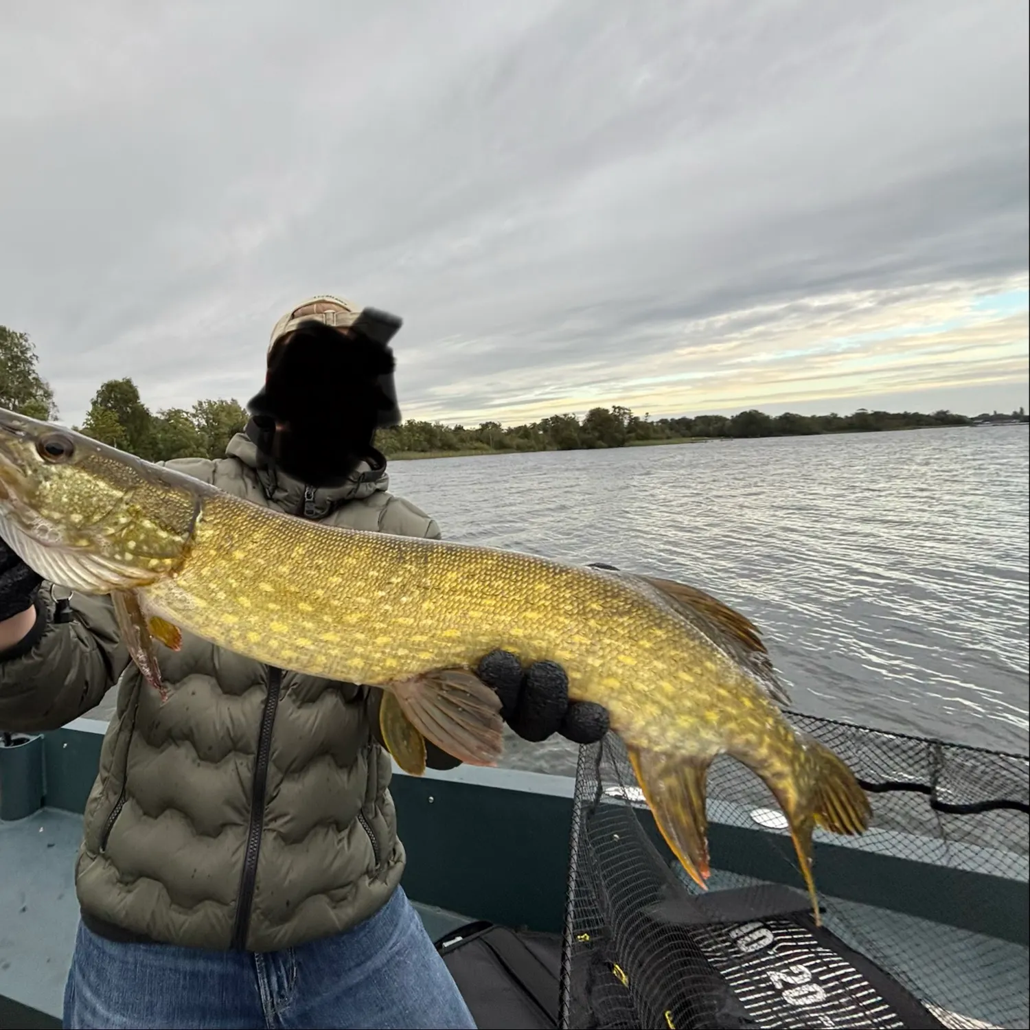 Northern pike caught on Fishbrain