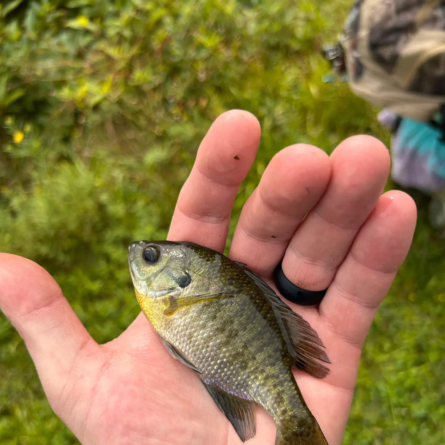 Bluegill caught on Fishbrain