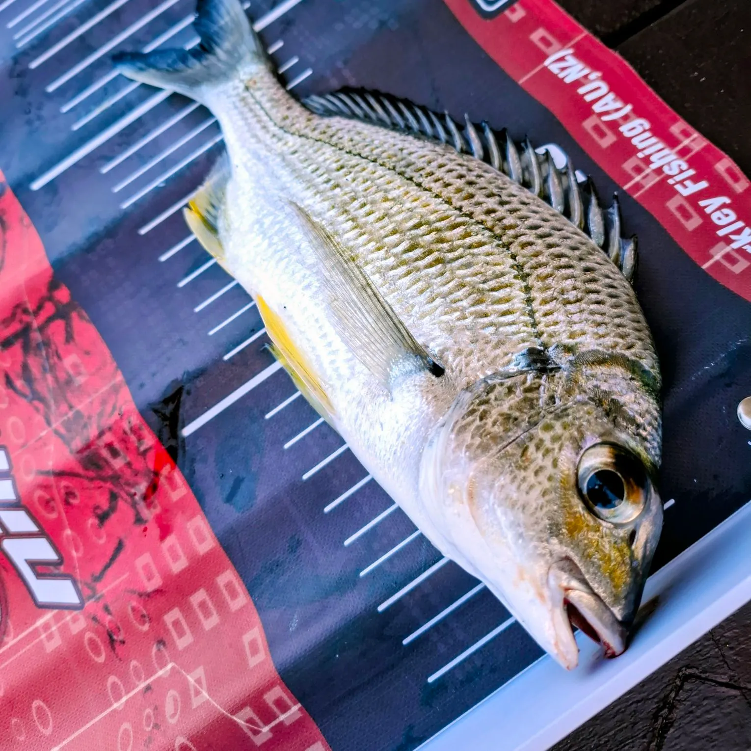 Surf bream caught on Fishbrain