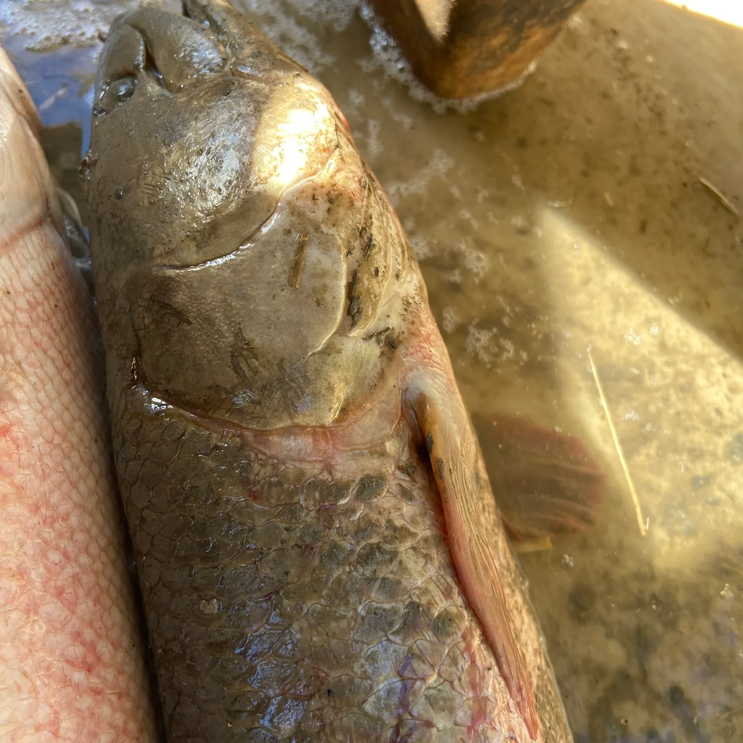 Eyetail bowfin caught on Fishbrain