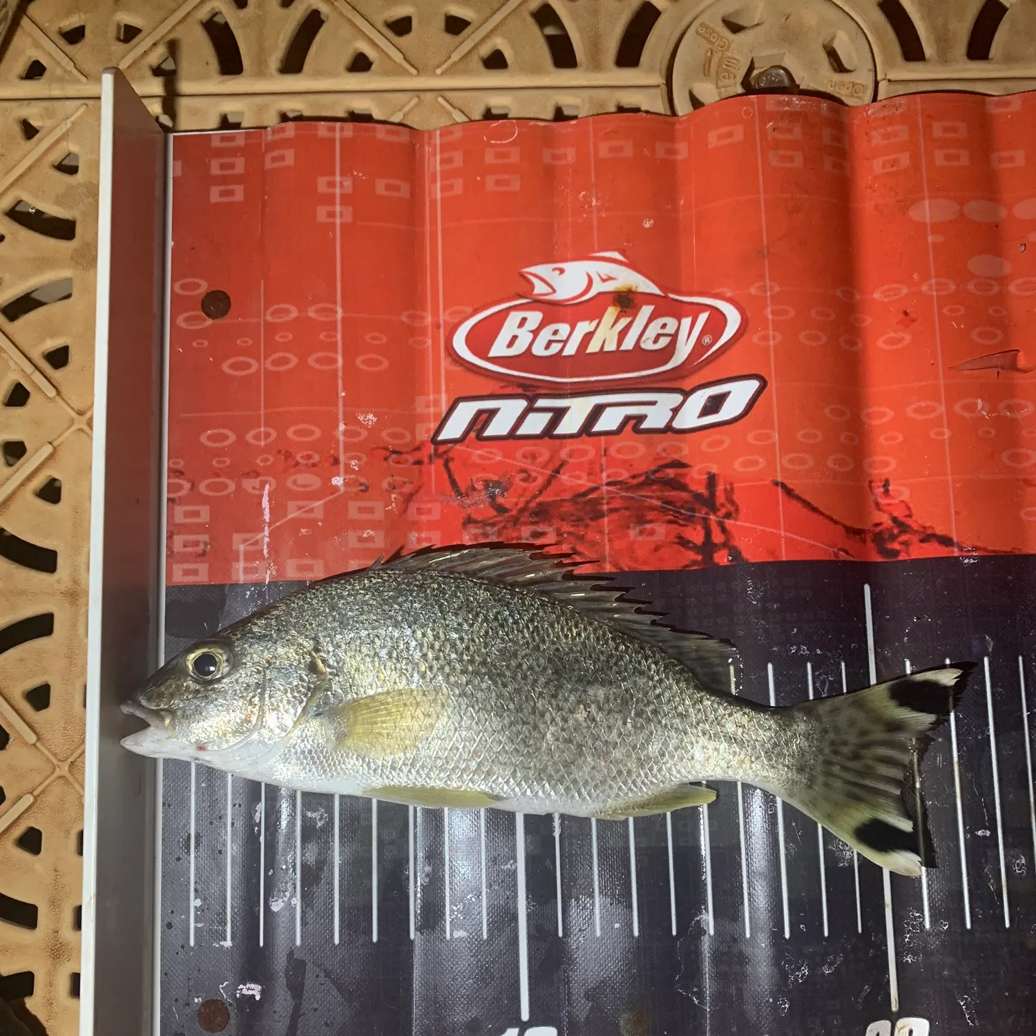 The most recent Yellowtail Grunter catches on Fishbrain