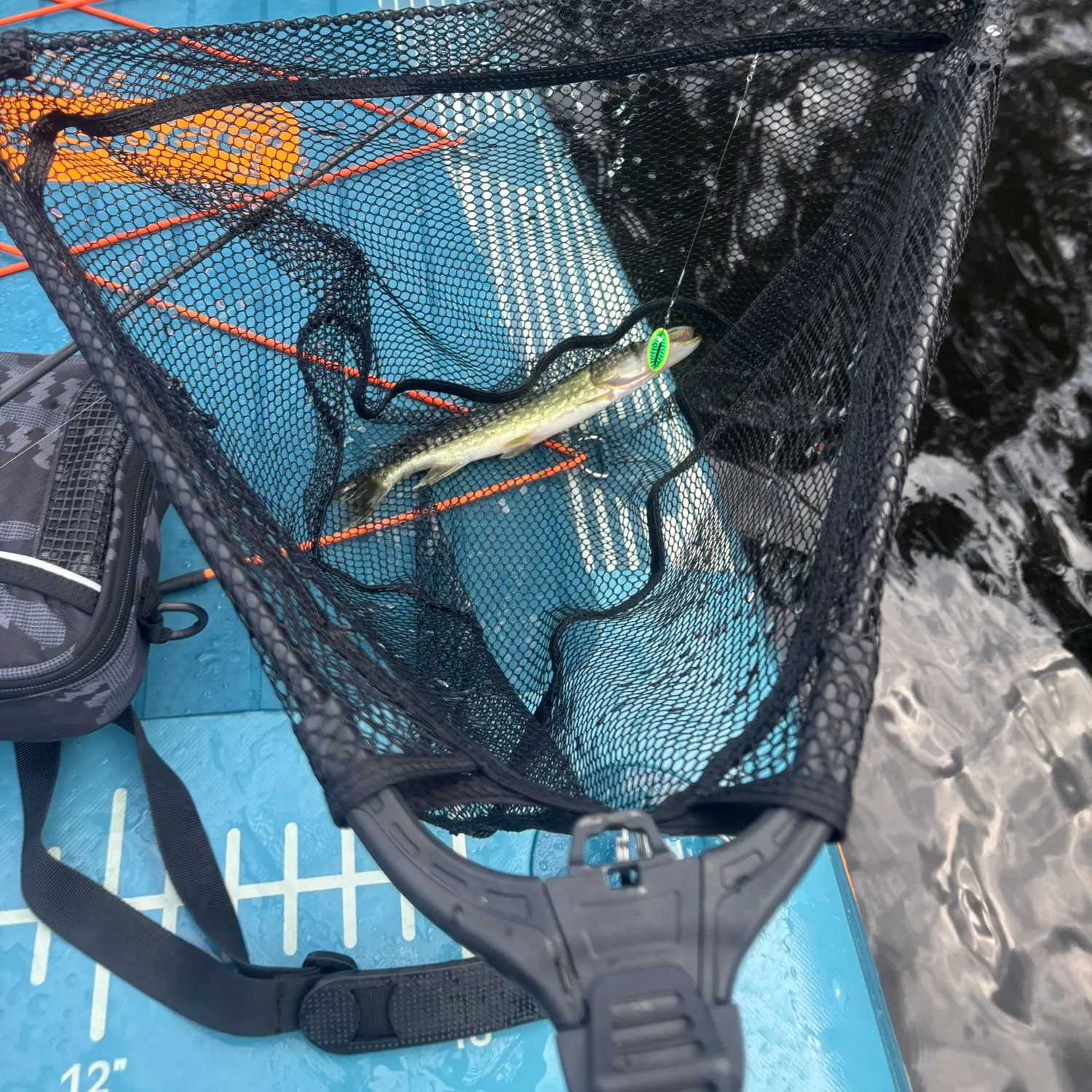 Chain pickerel caught on Fishbrain