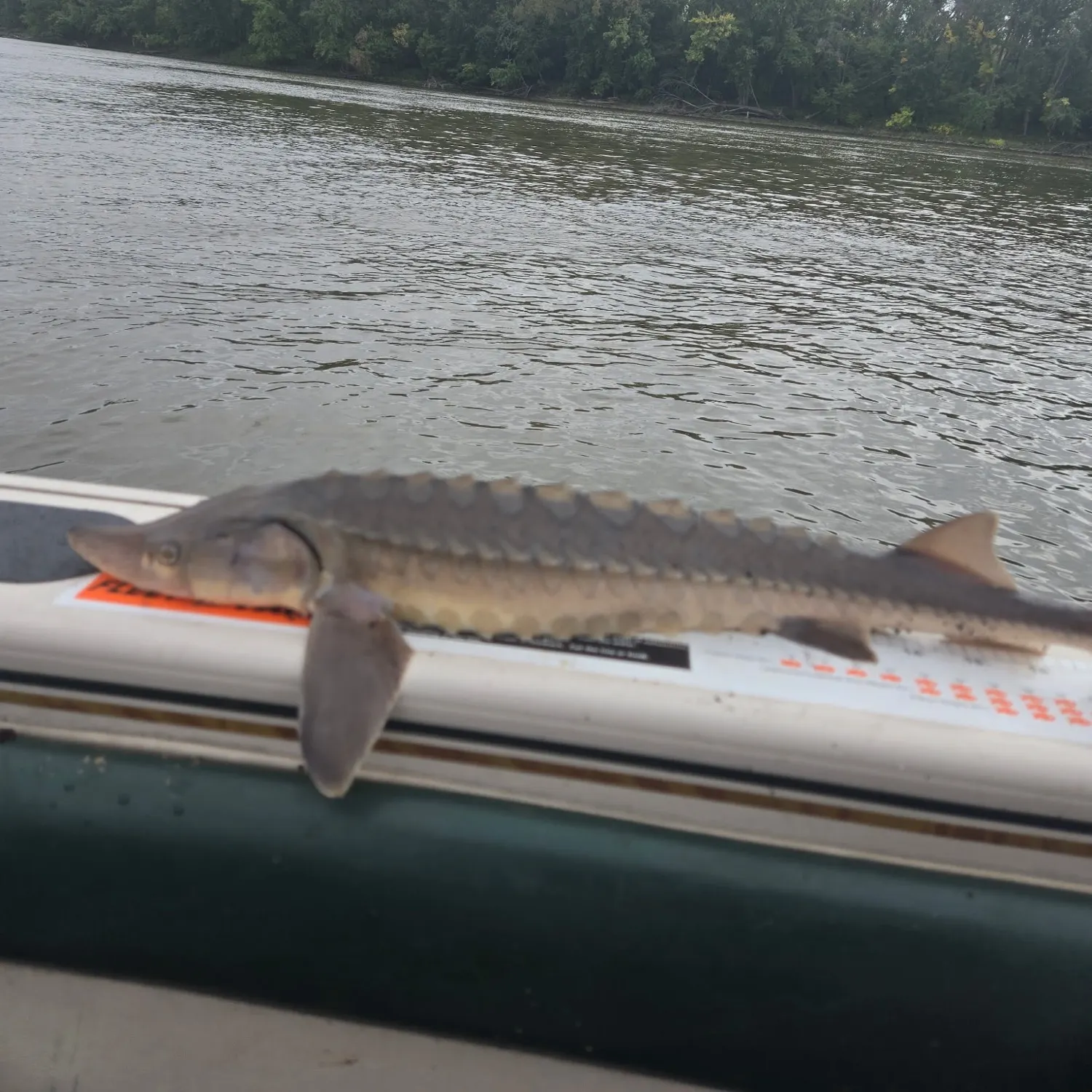 Lake sturgeon caught on Fishbrain