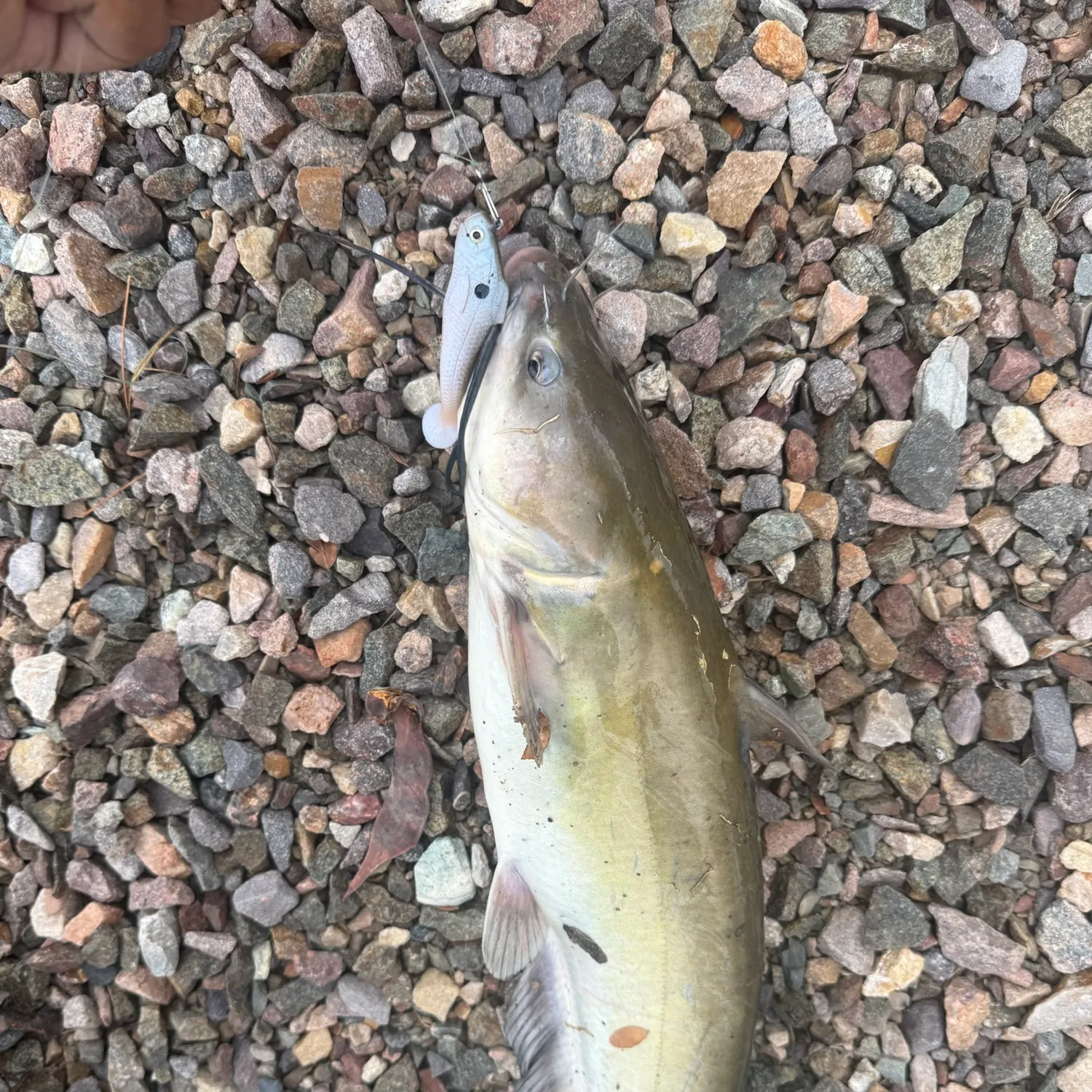 Channel catfish caught on Fishbrain