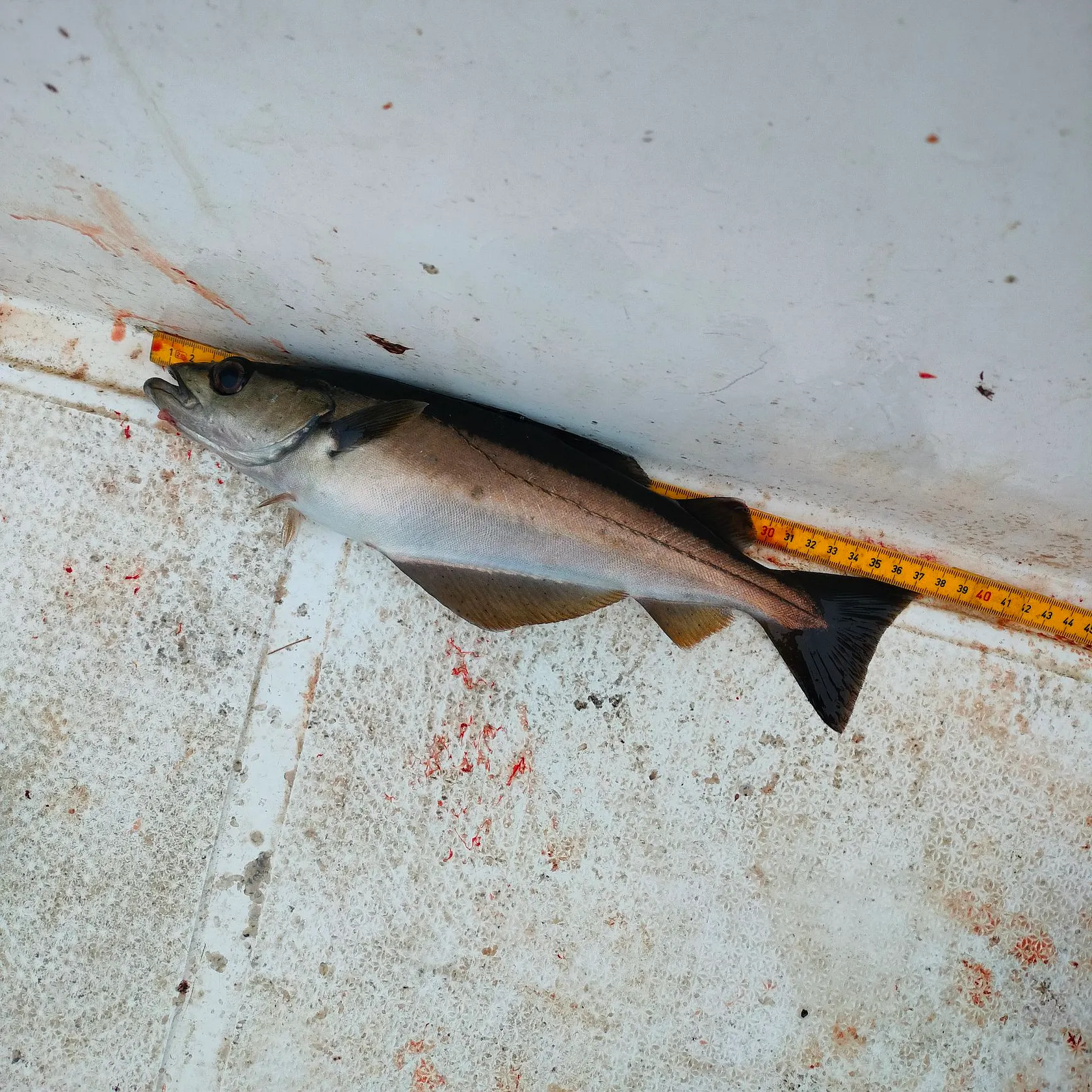 Pollack caught on Fishbrain