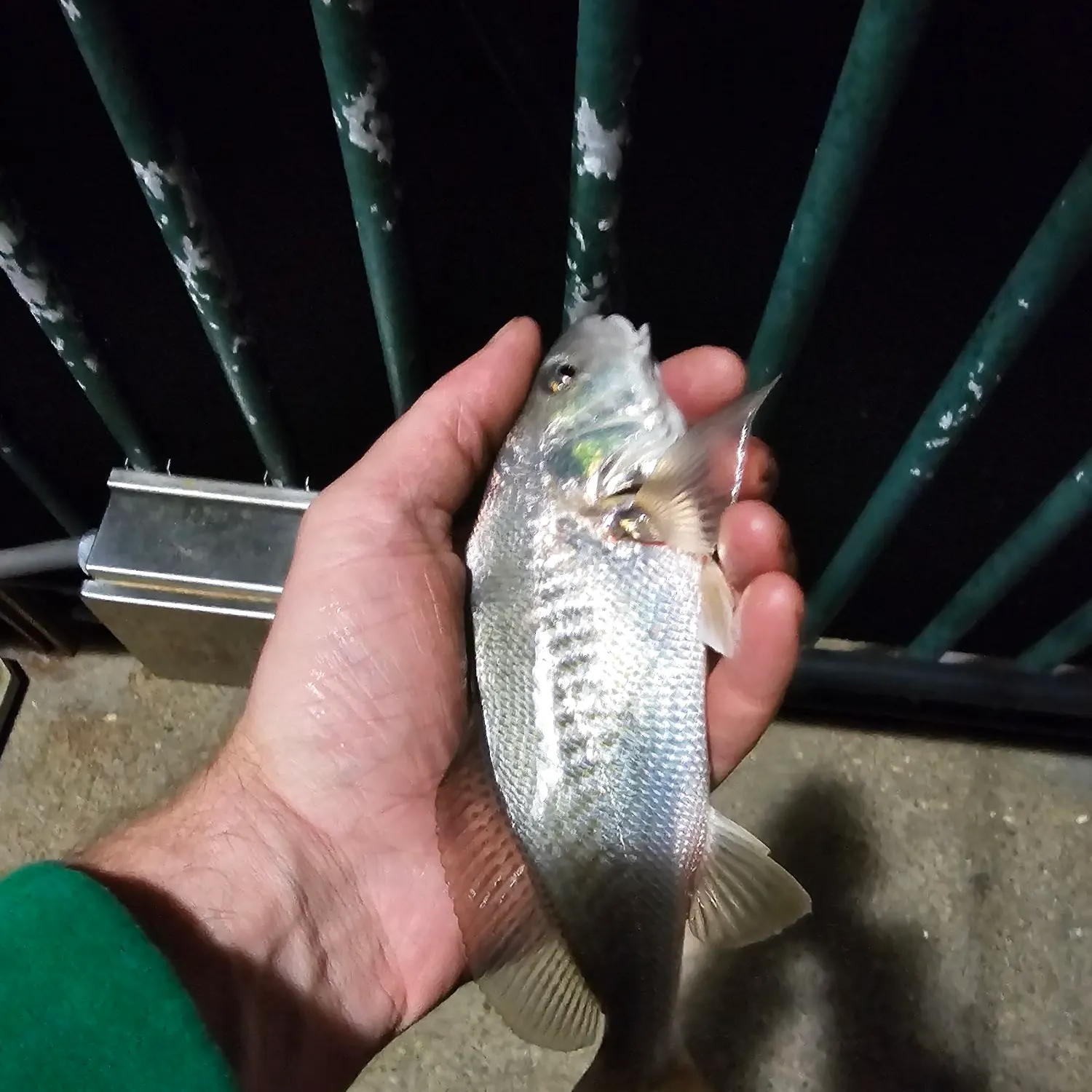 Atlantic croaker caught on Fishbrain