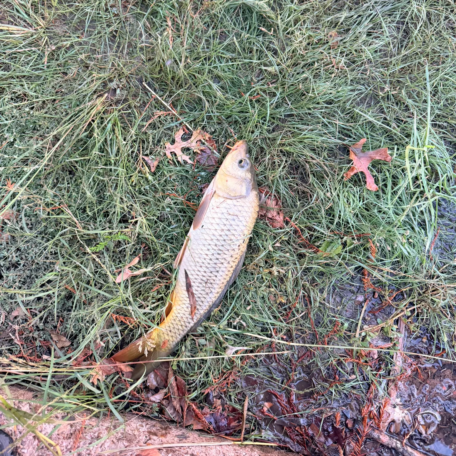 Common carp caught on Fishbrain
