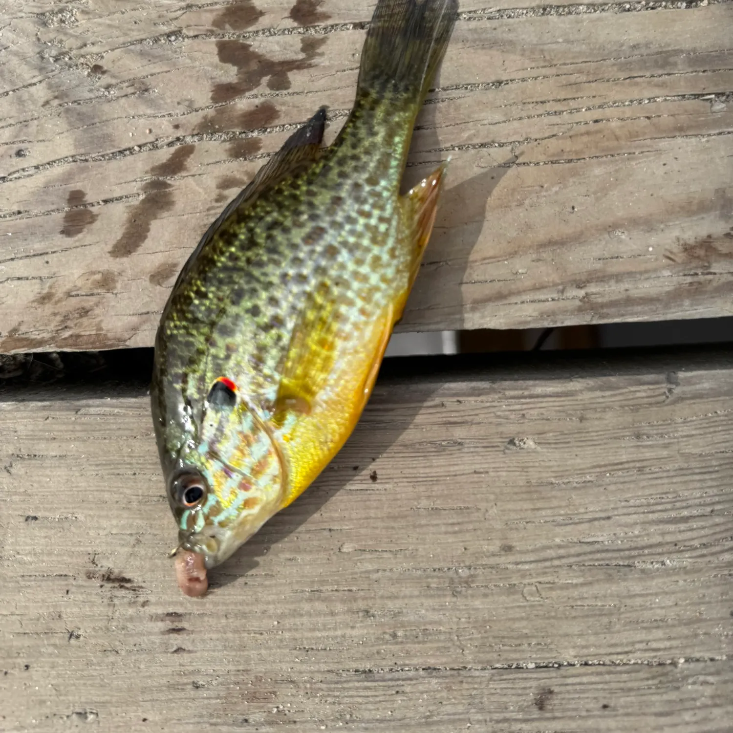 Pumpkinseed caught on Fishbrain