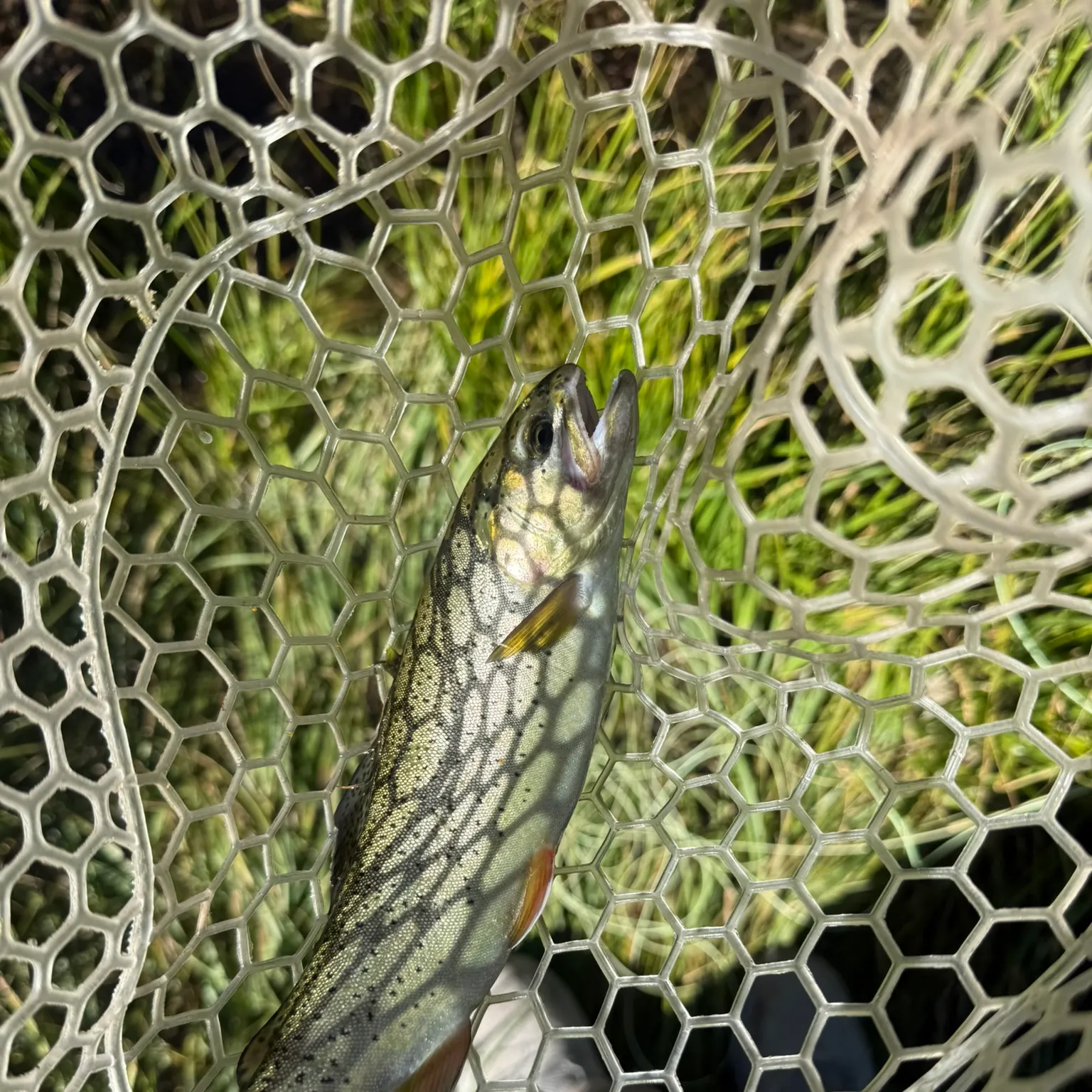 The most recent Apache trout catches on Fishbrain