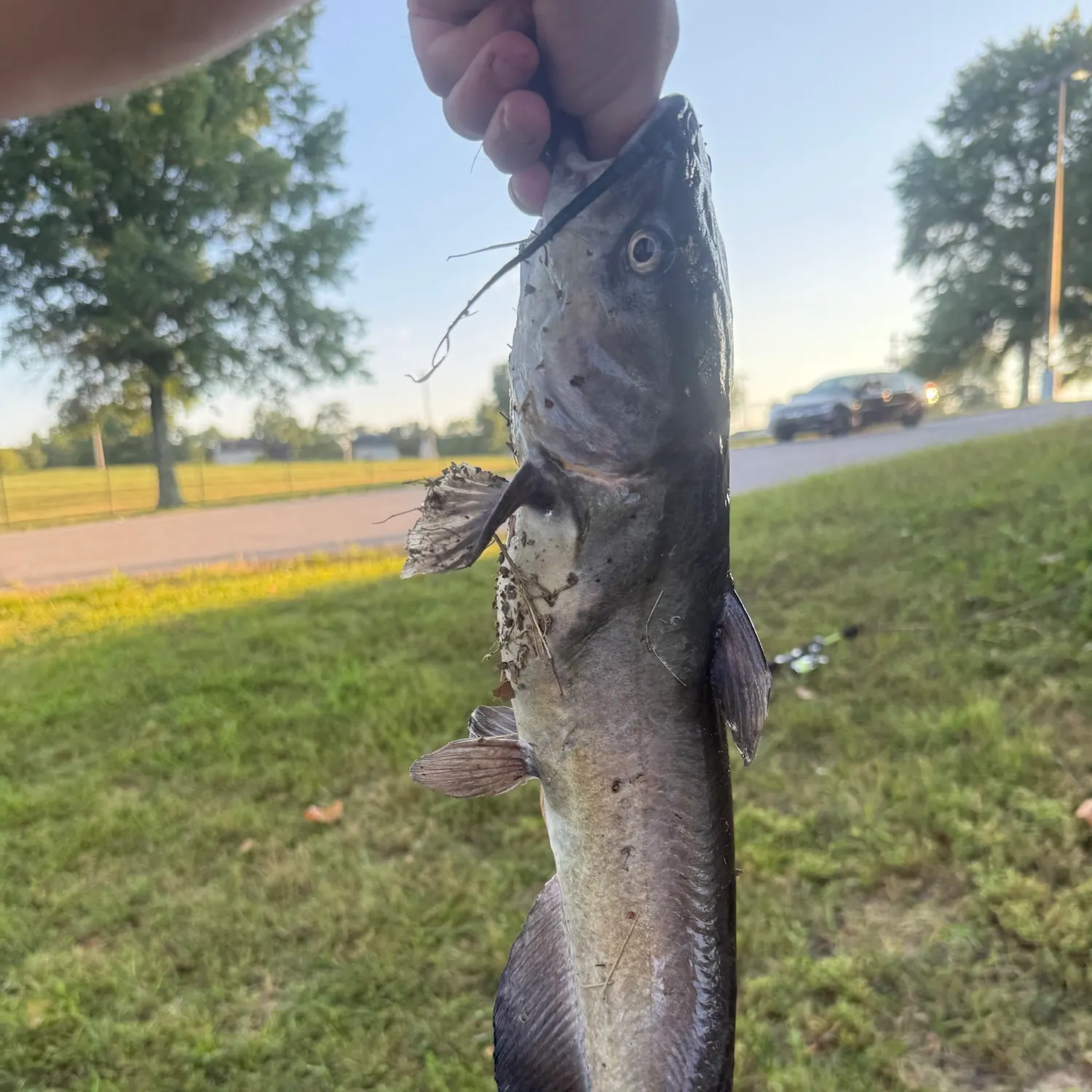 Channel catfish caught on Fishbrain