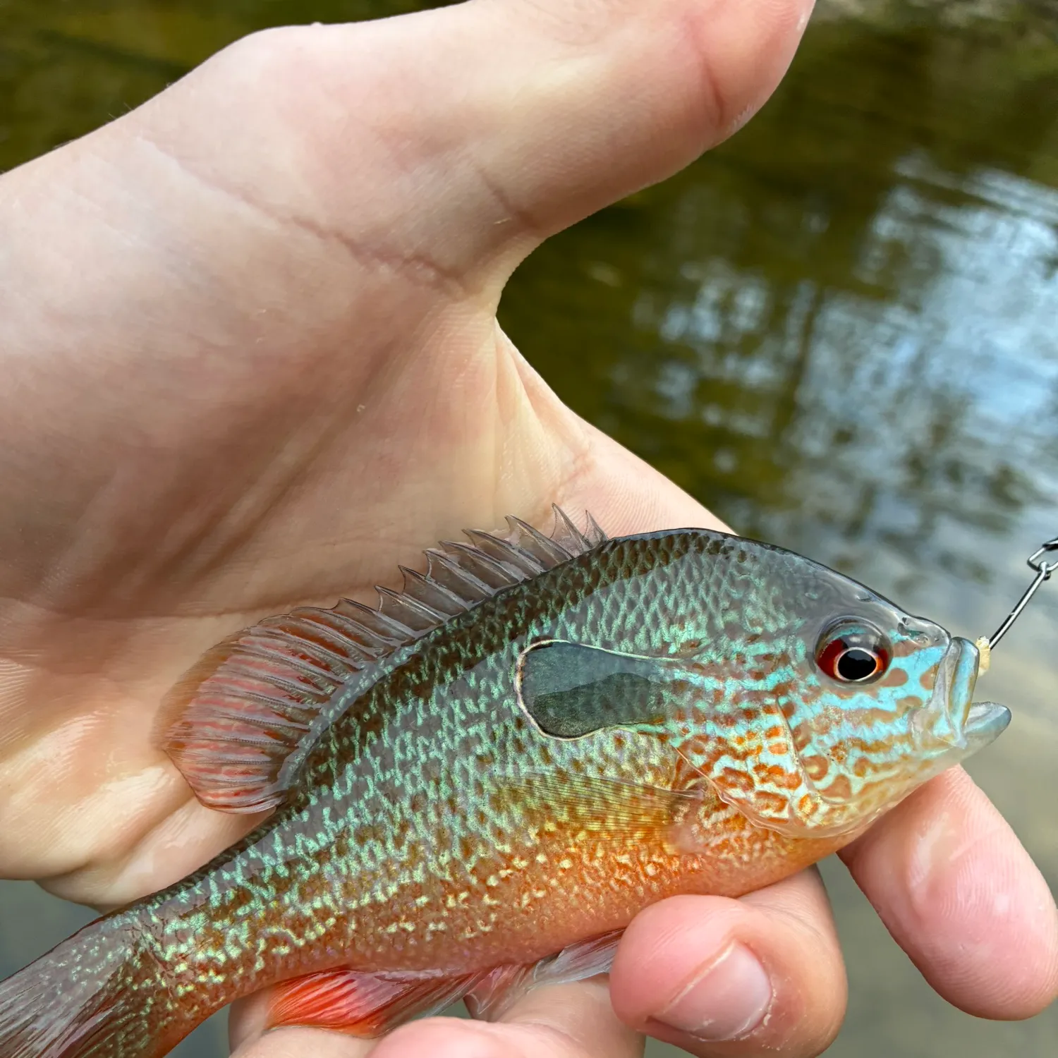 Longear sunfish caught on Fishbrain