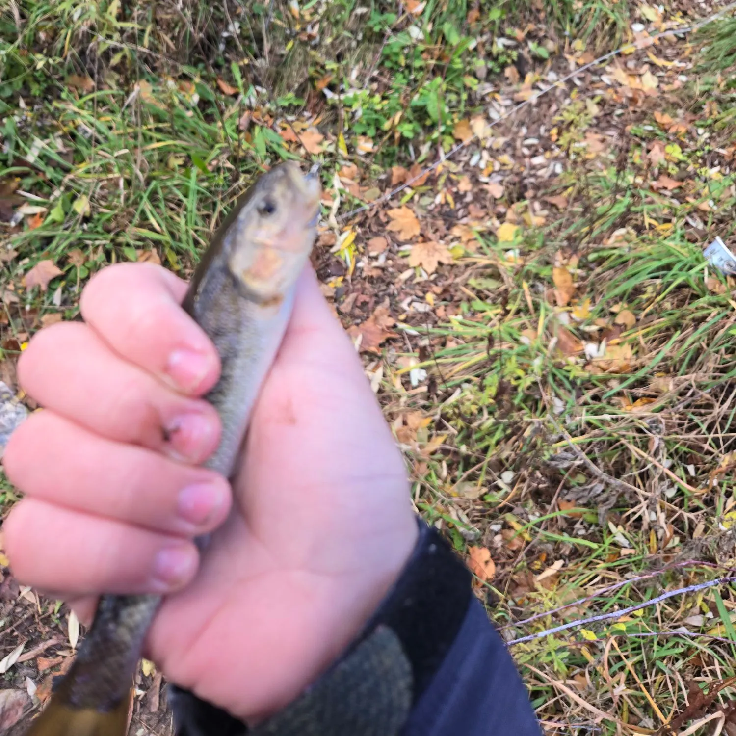 The most recent Creek chub catches on Fishbrain