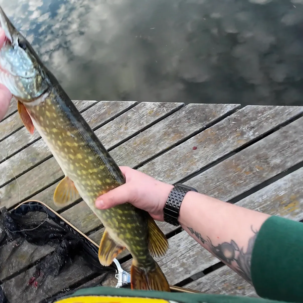 Northern pike caught on Fishbrain