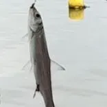 The most recent Thinlip grey mullet catches on Fishbrain