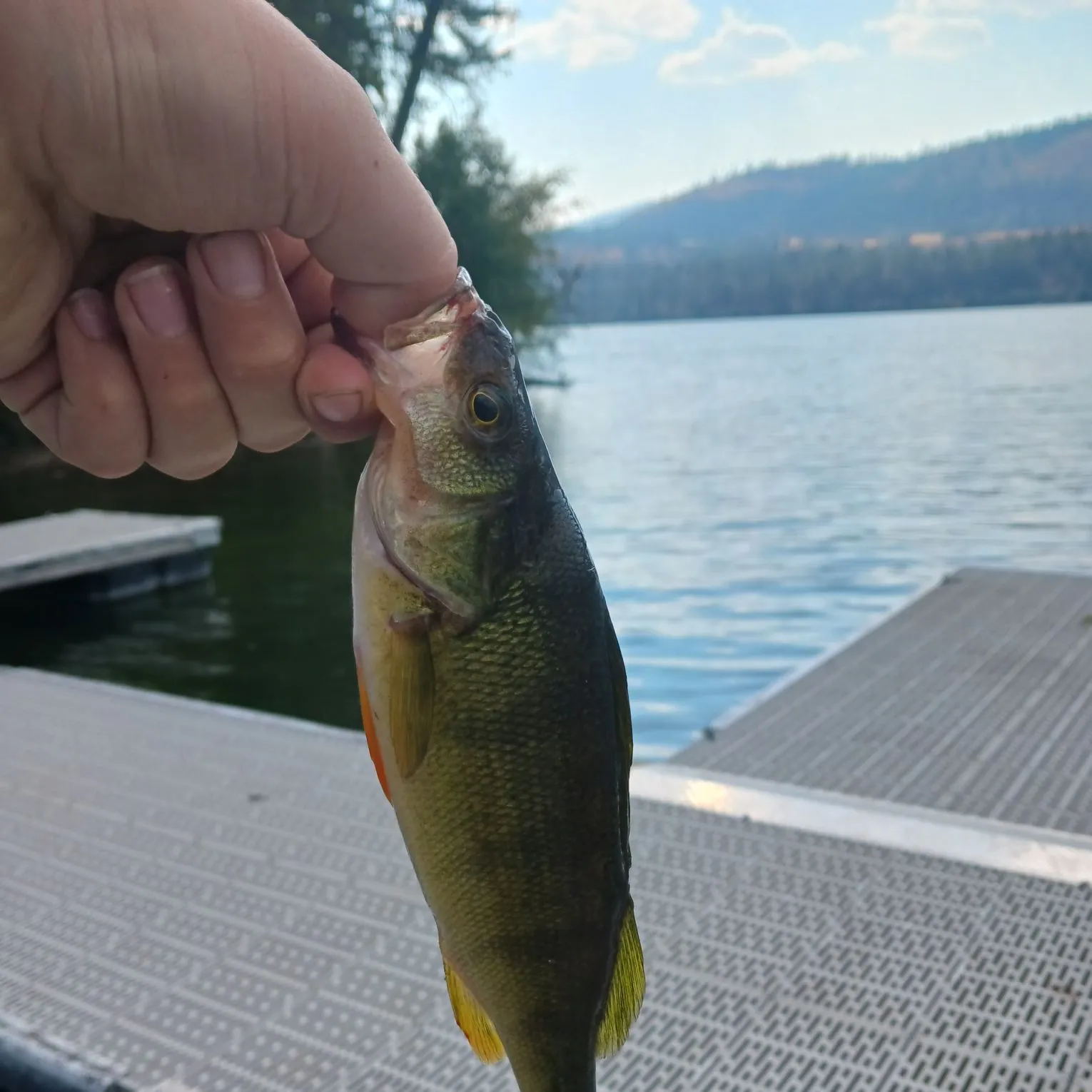 Yellow perch caught on Fishbrain