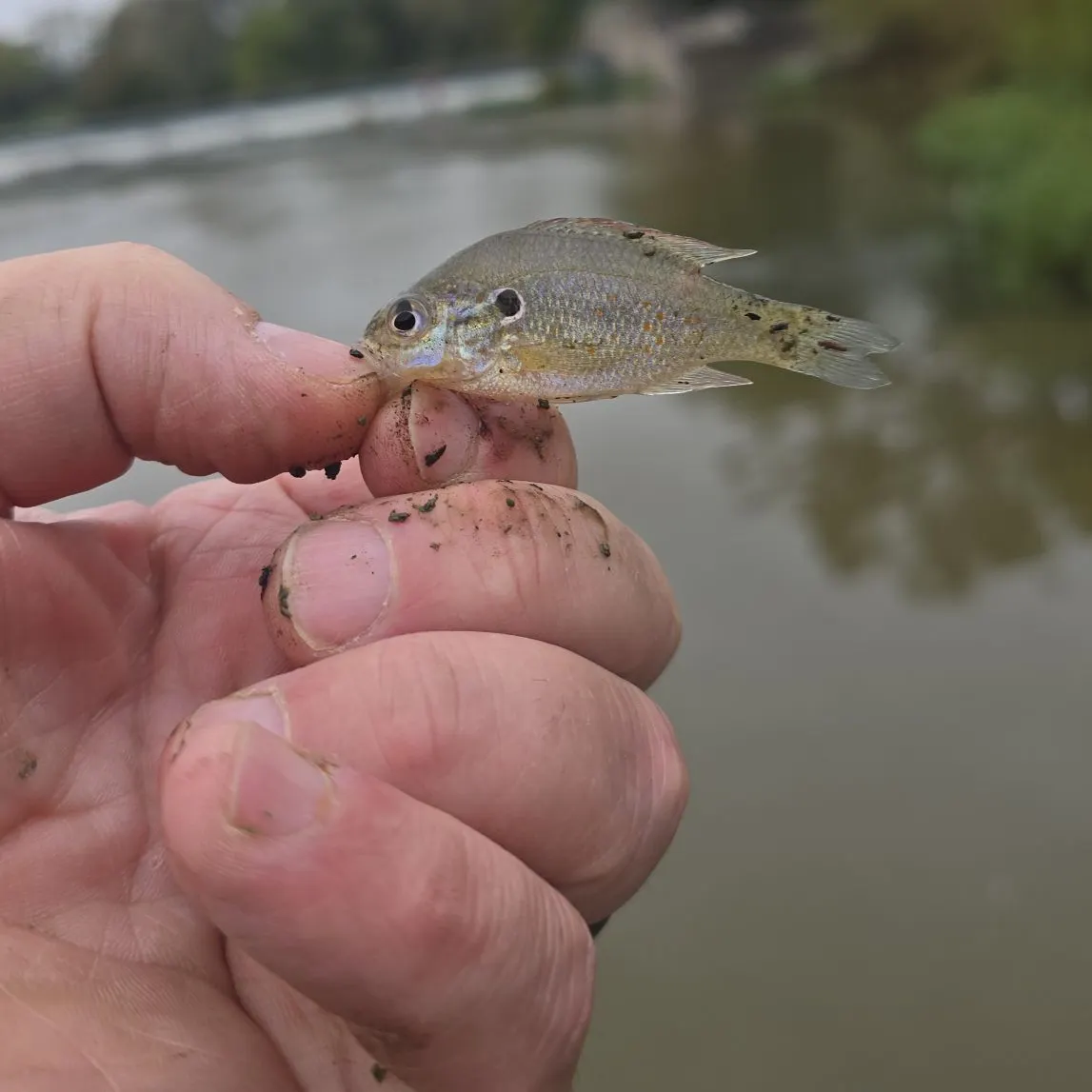 The most recent Orangespotted sunfish catches on Fishbrain