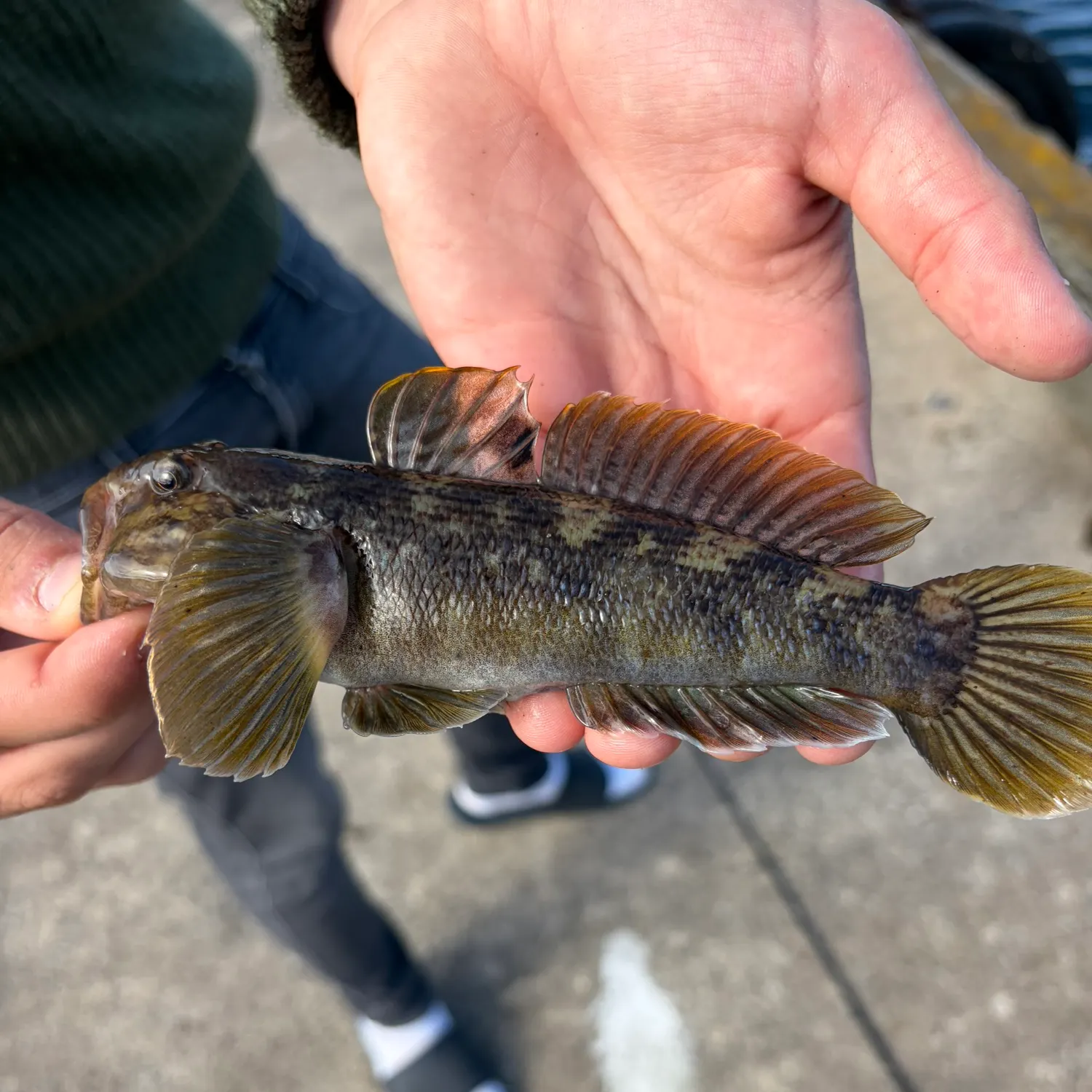 Round goby caught on Fishbrain