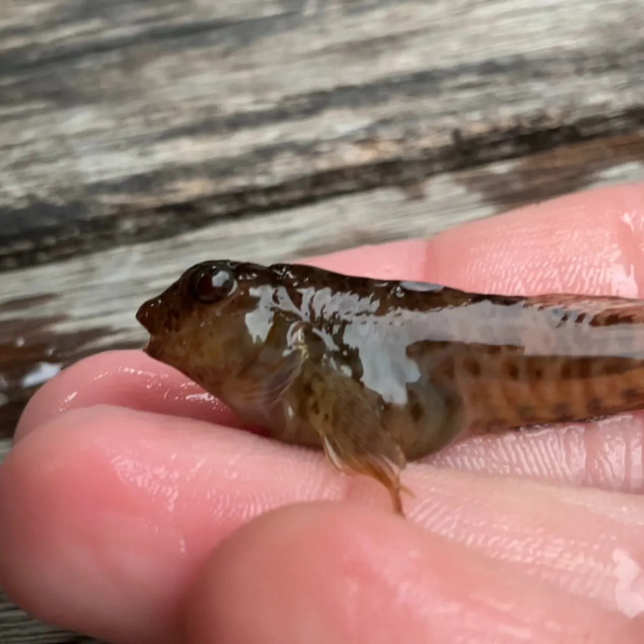 The most recent Shanny catches on Fishbrain