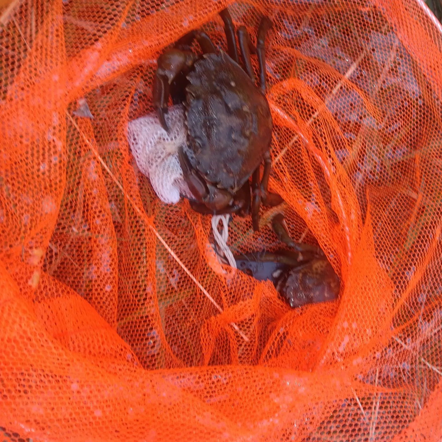 Green crab caught on Fishbrain