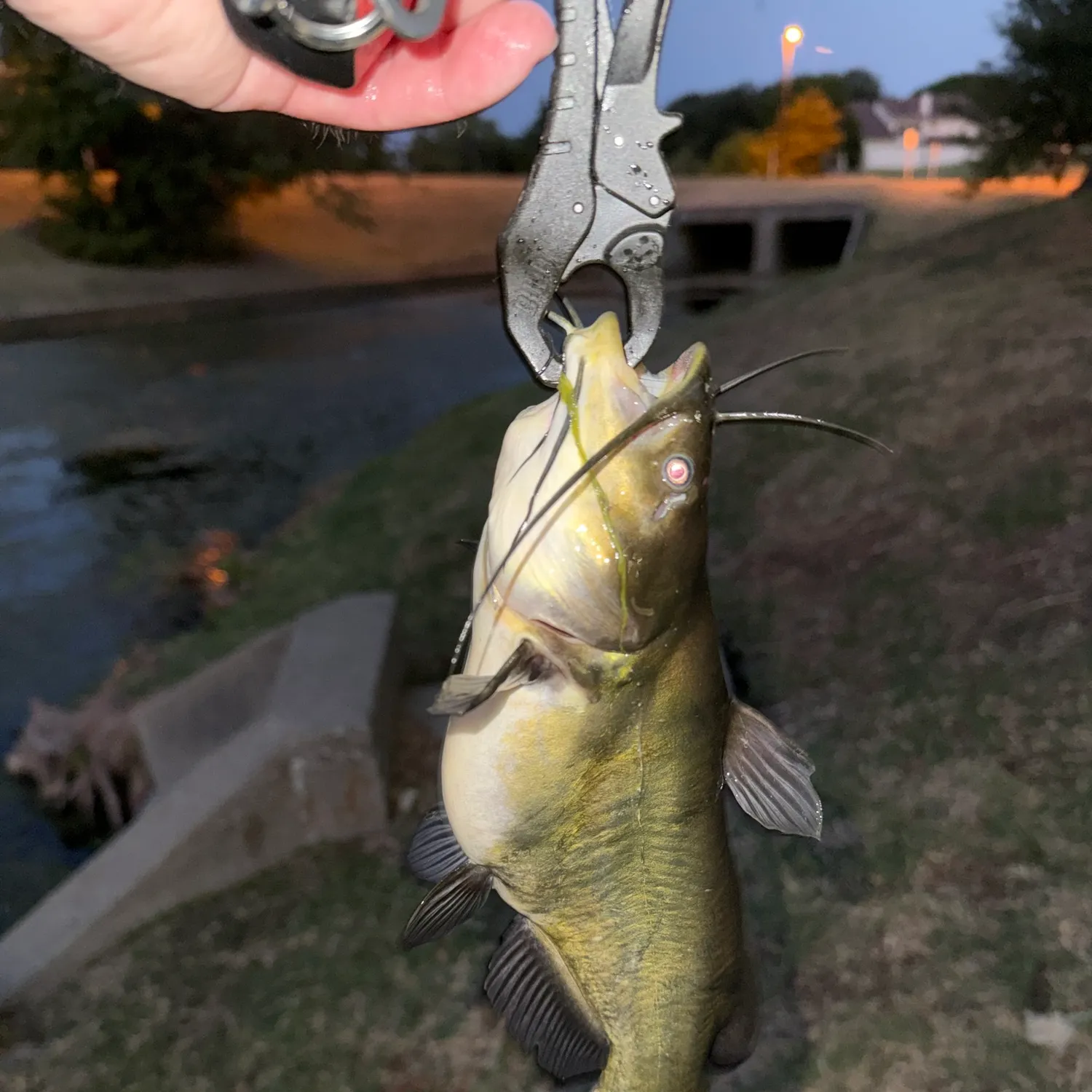 Black bullhead caught on Fishbrain