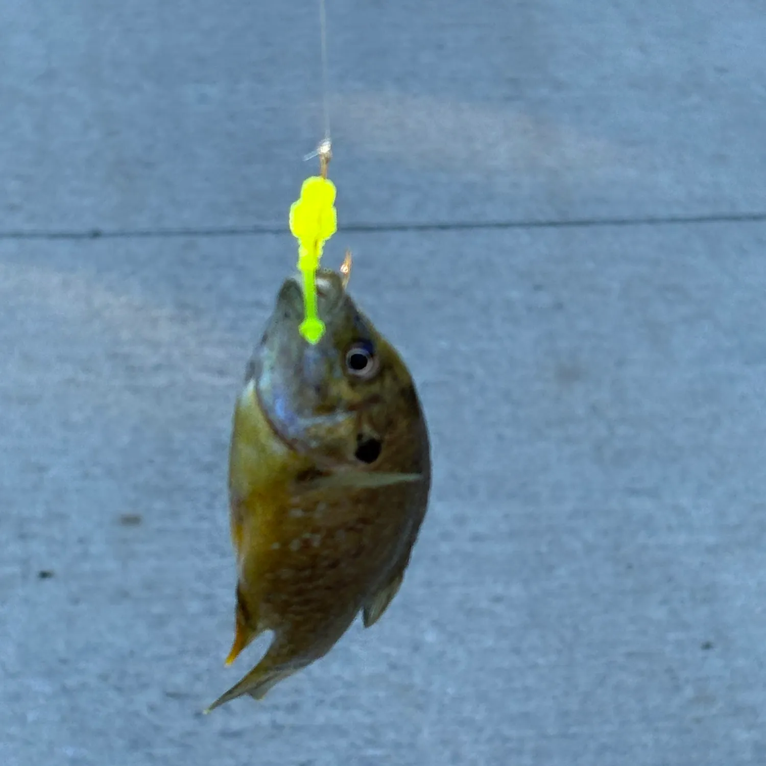 Green sunfish caught on Fishbrain