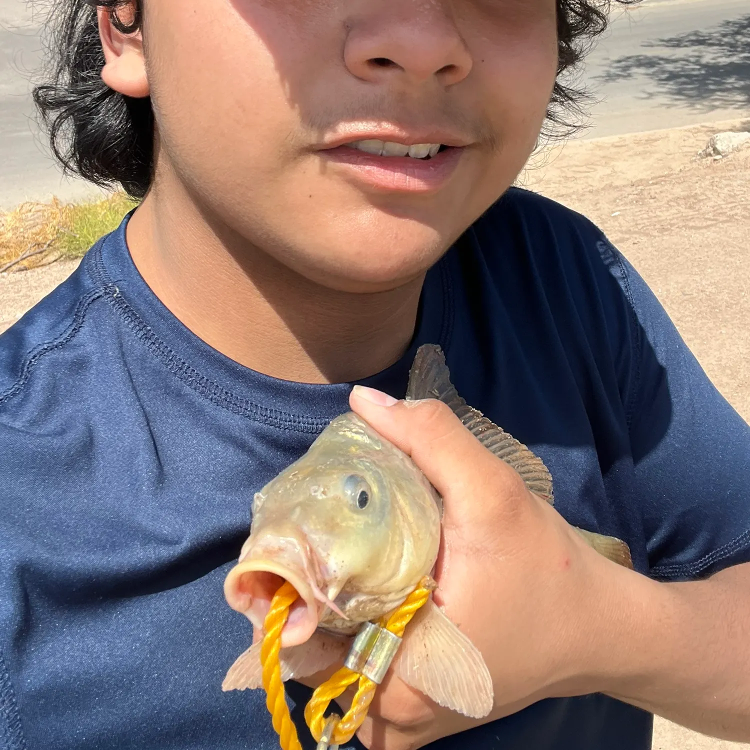 Common carp caught on Fishbrain