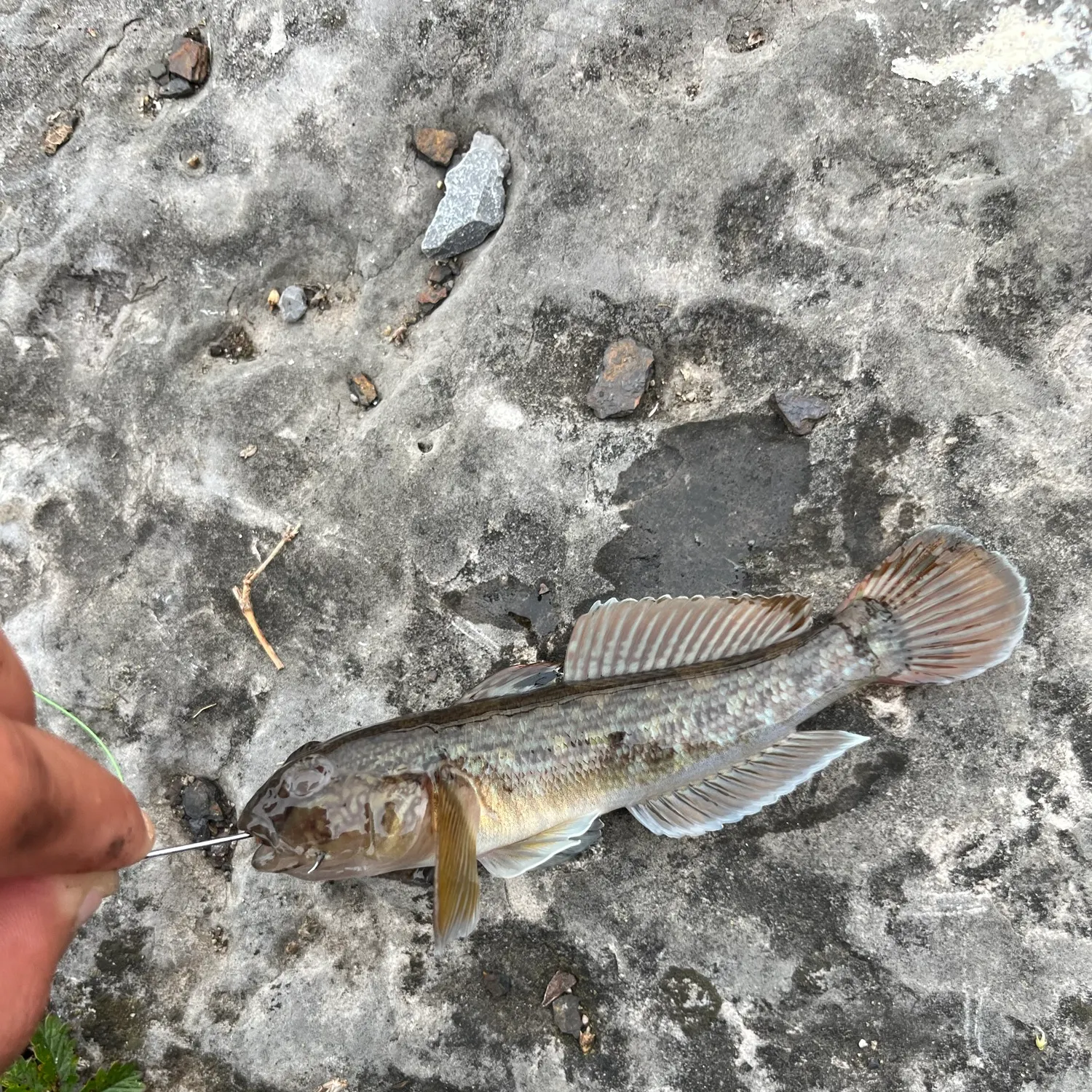 Round goby caught on Fishbrain
