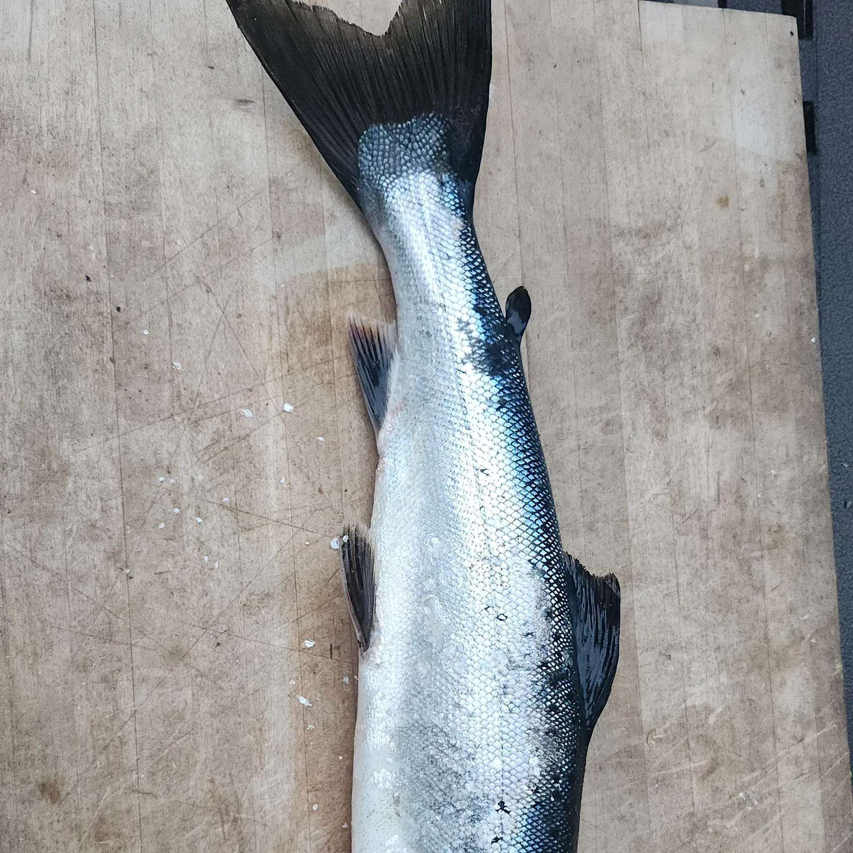 The most recent Landlocked atlantic salmon catches on Fishbrain