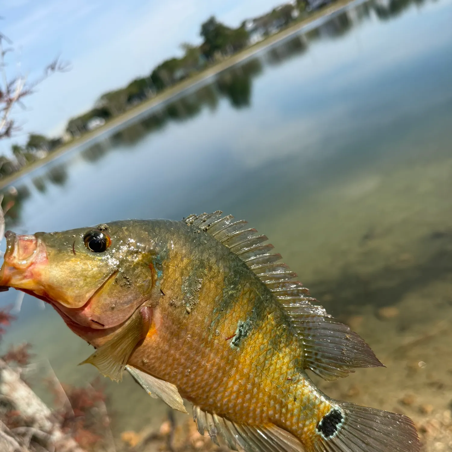 The most recent Mayan cichlid catches on Fishbrain