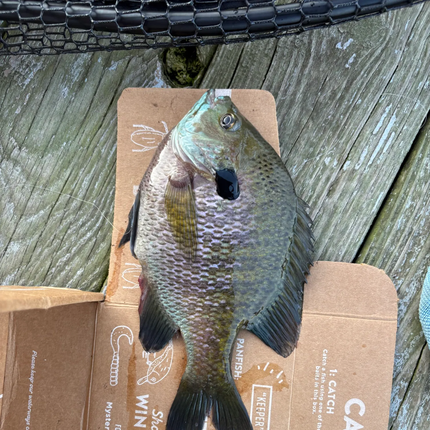 catch