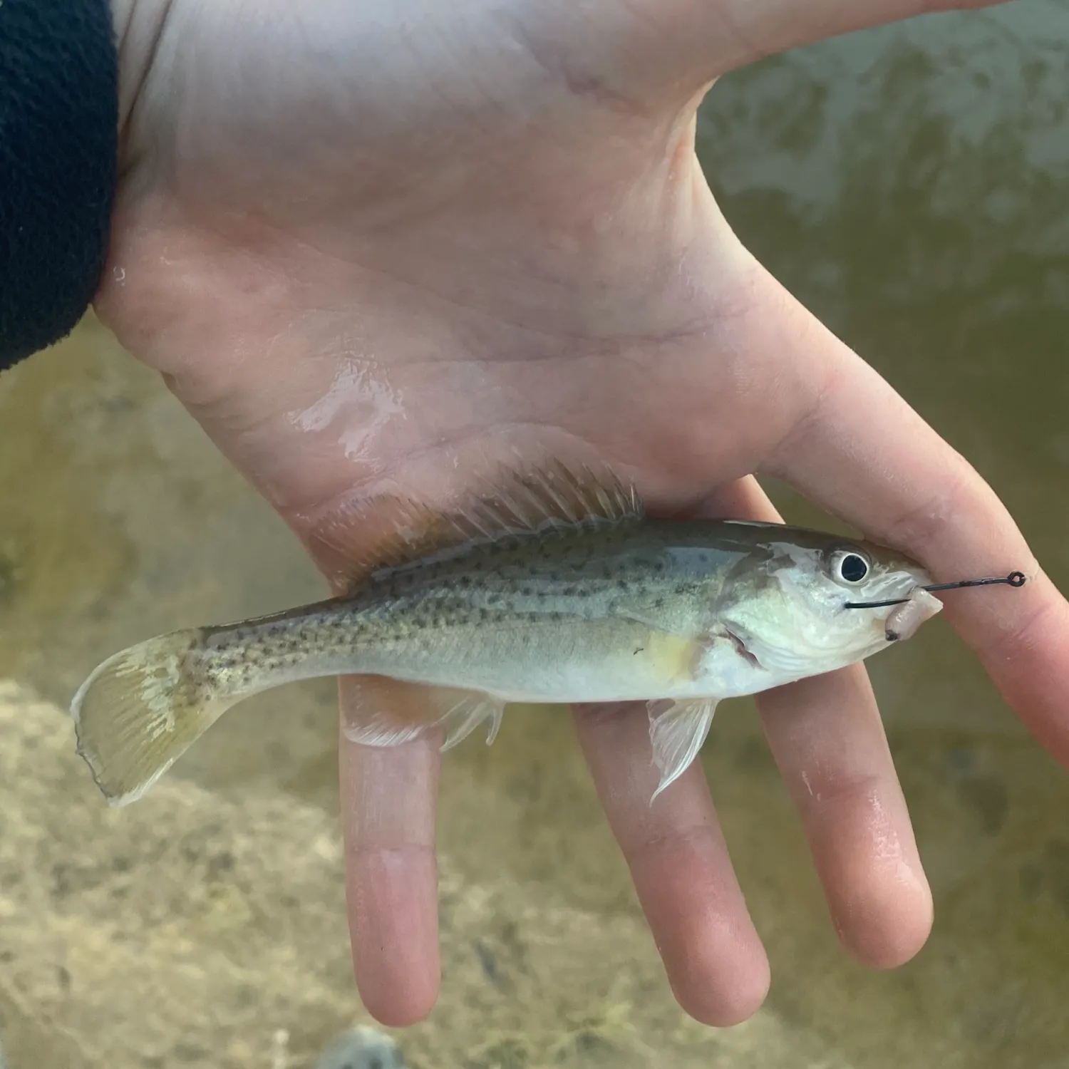 Trout cod caught on Fishbrain