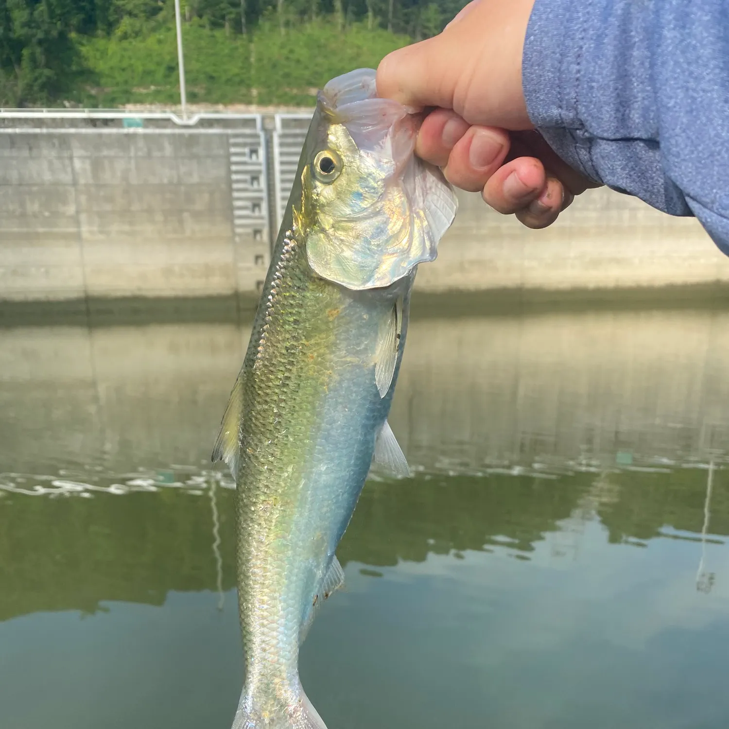 The most recent Skipjack herring catches on Fishbrain