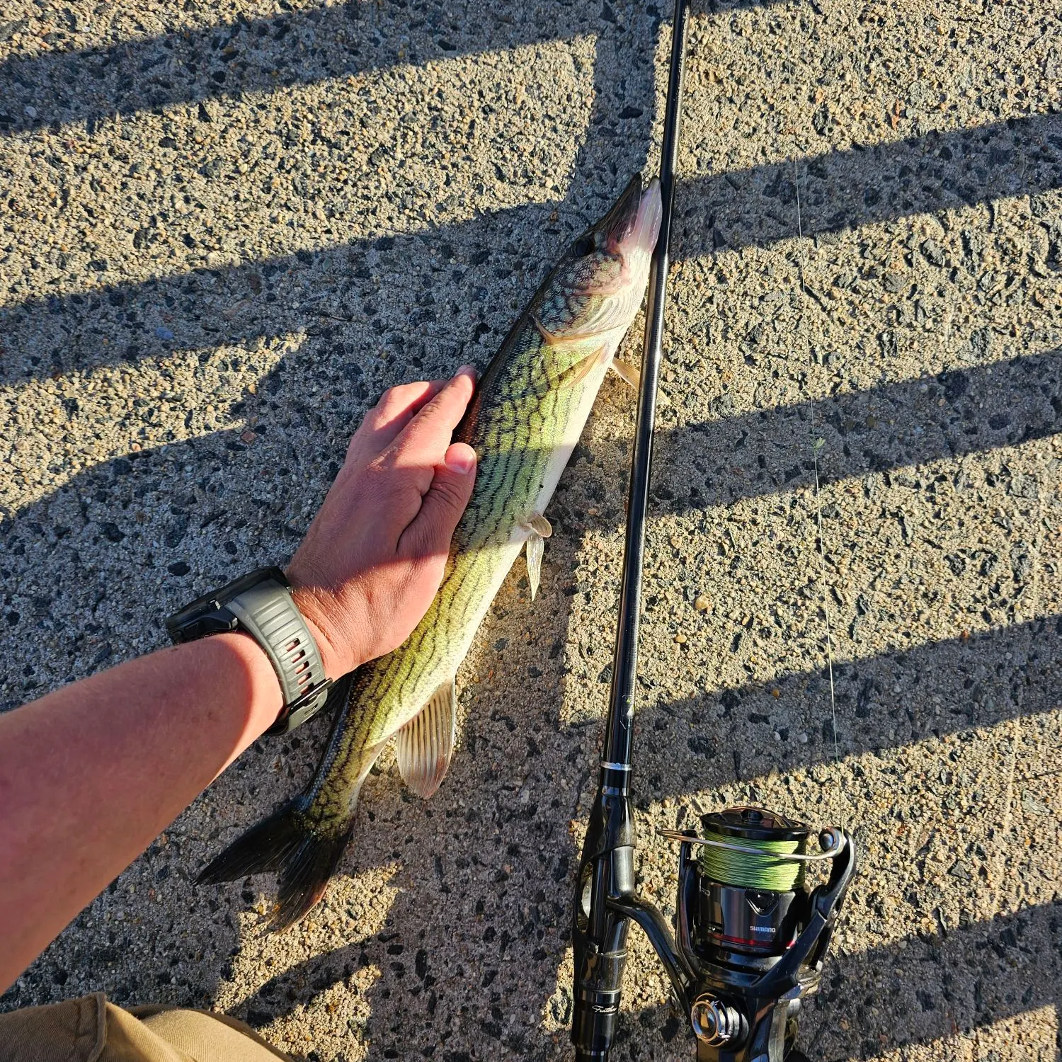 catch
