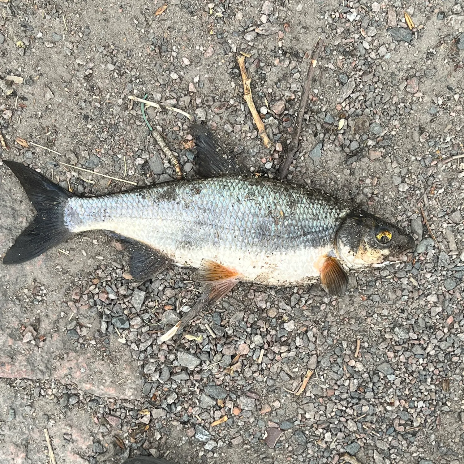 The most recent Vimba bream catches on Fishbrain