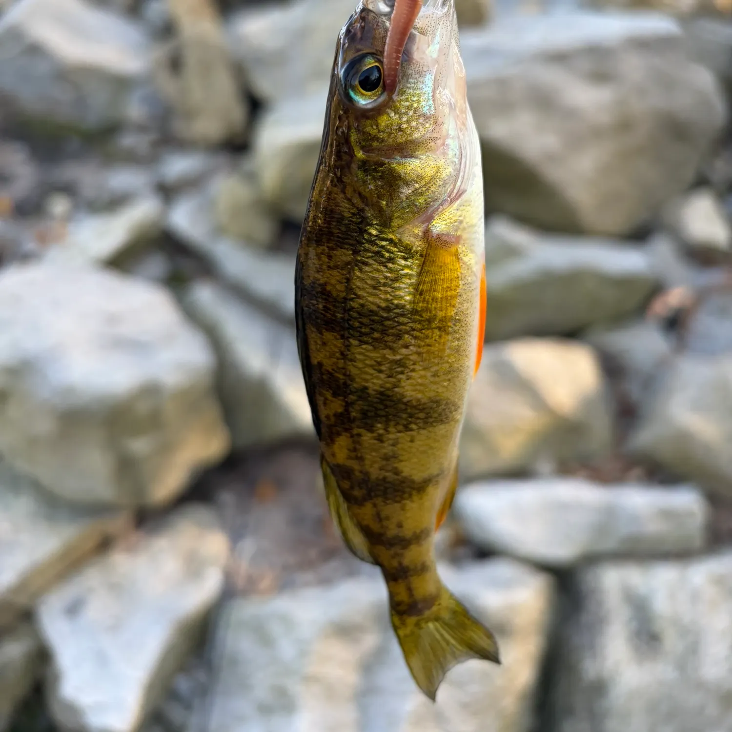 Yellow perch caught on Fishbrain