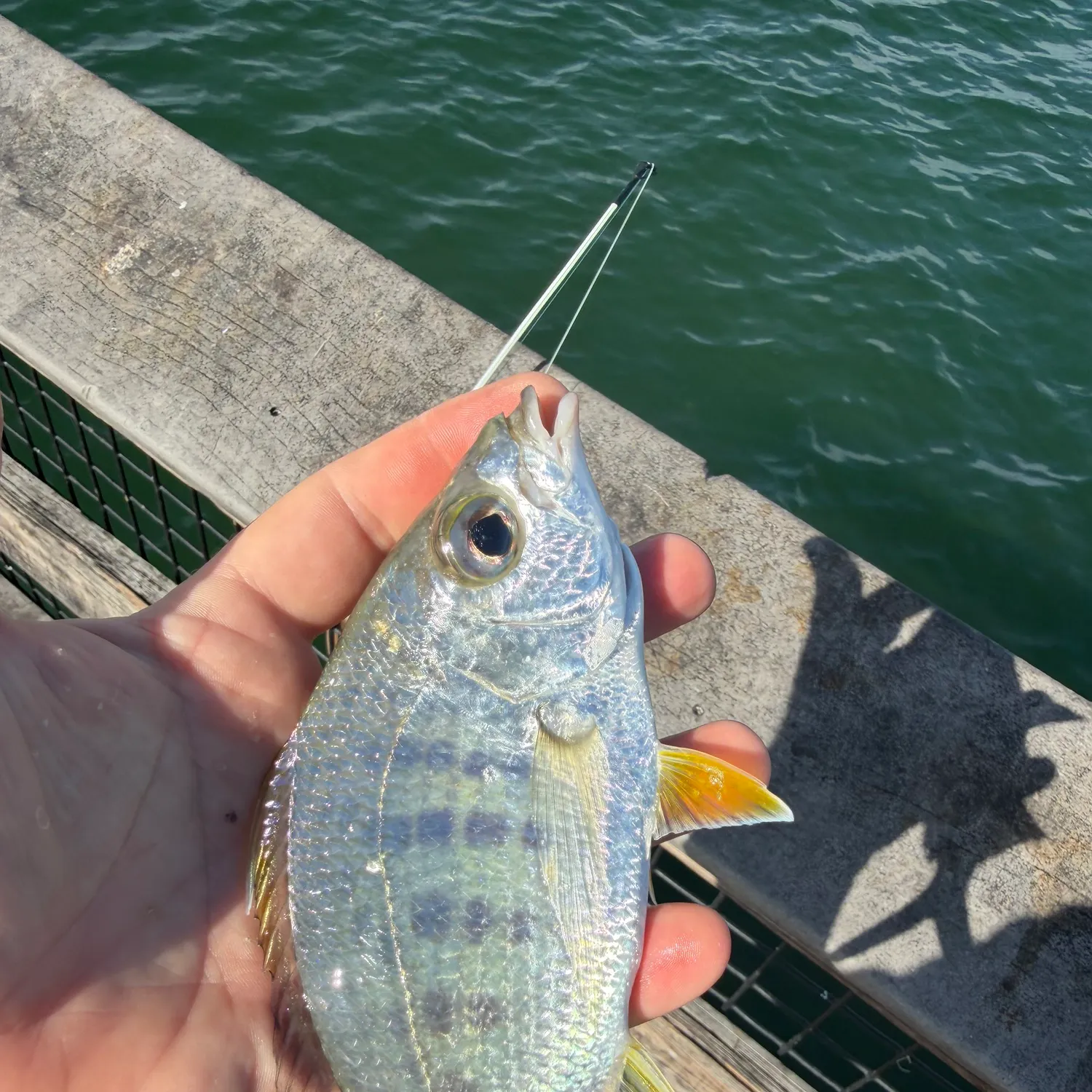 The most recent Yellowfin mojarra catches on Fishbrain