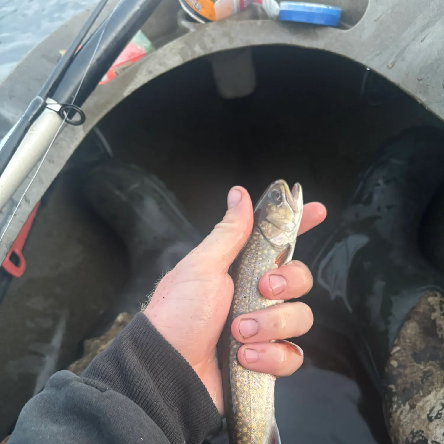 Brook trout caught on Fishbrain