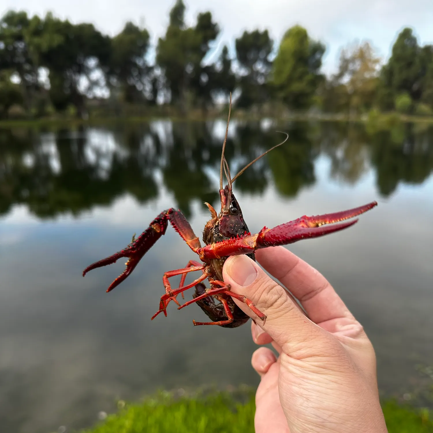 The most recent Red swamp crayfish catches on Fishbrain